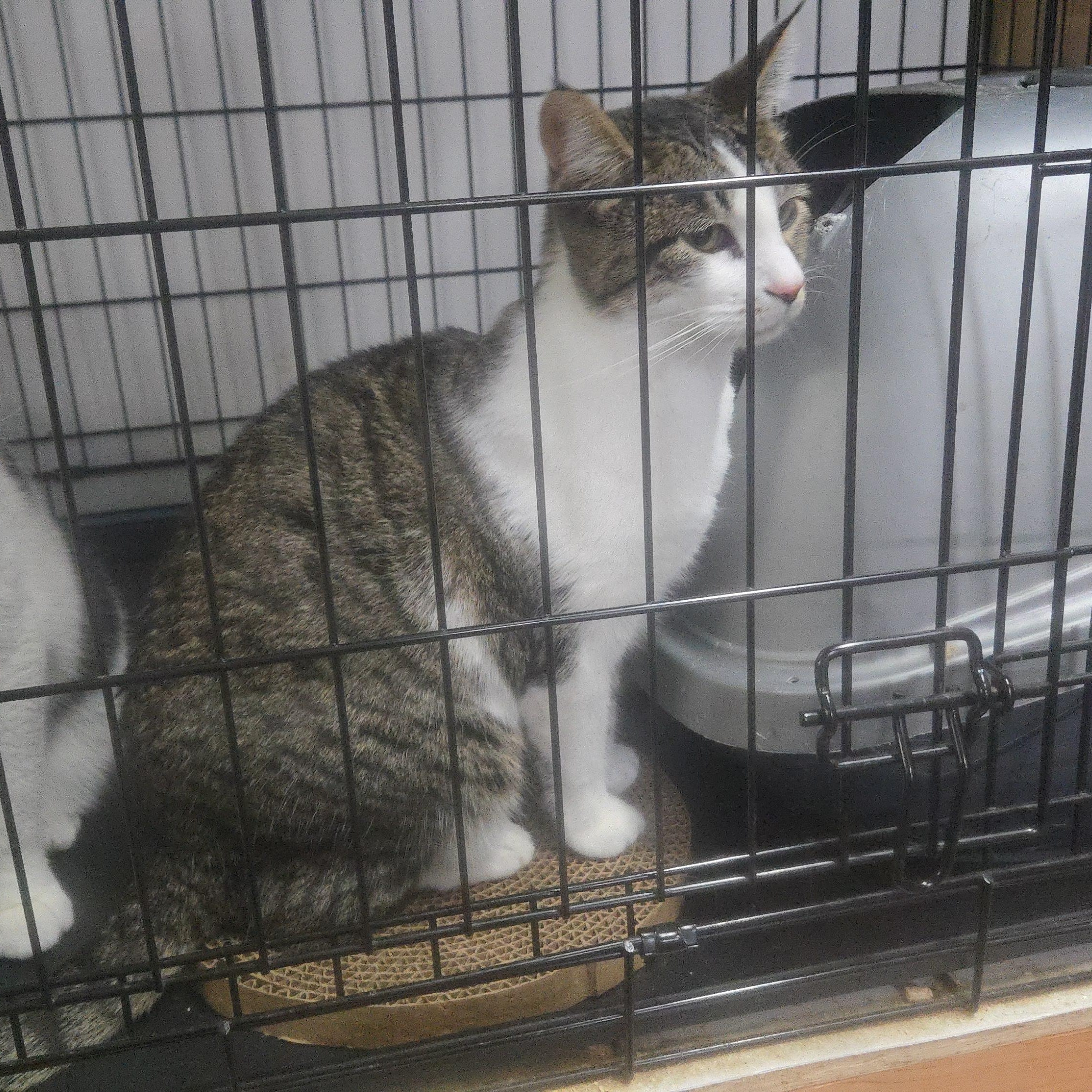 Enlarge Derby, a Adopted Domestic Short Hair in Centralia, WA image 1/2