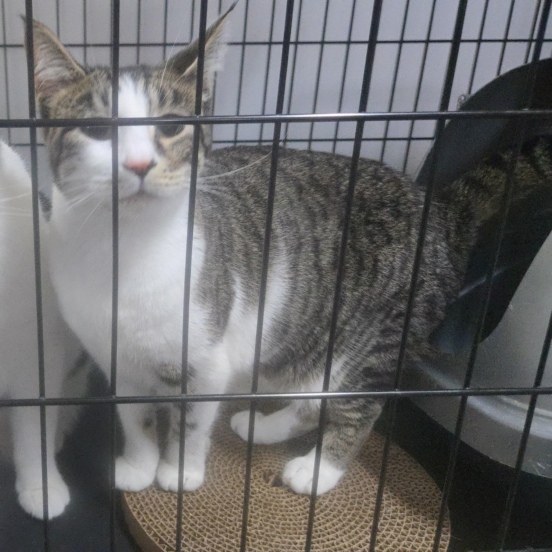 Enlarge Derby, a Adopted Domestic Short Hair in Centralia, WA image 2/2