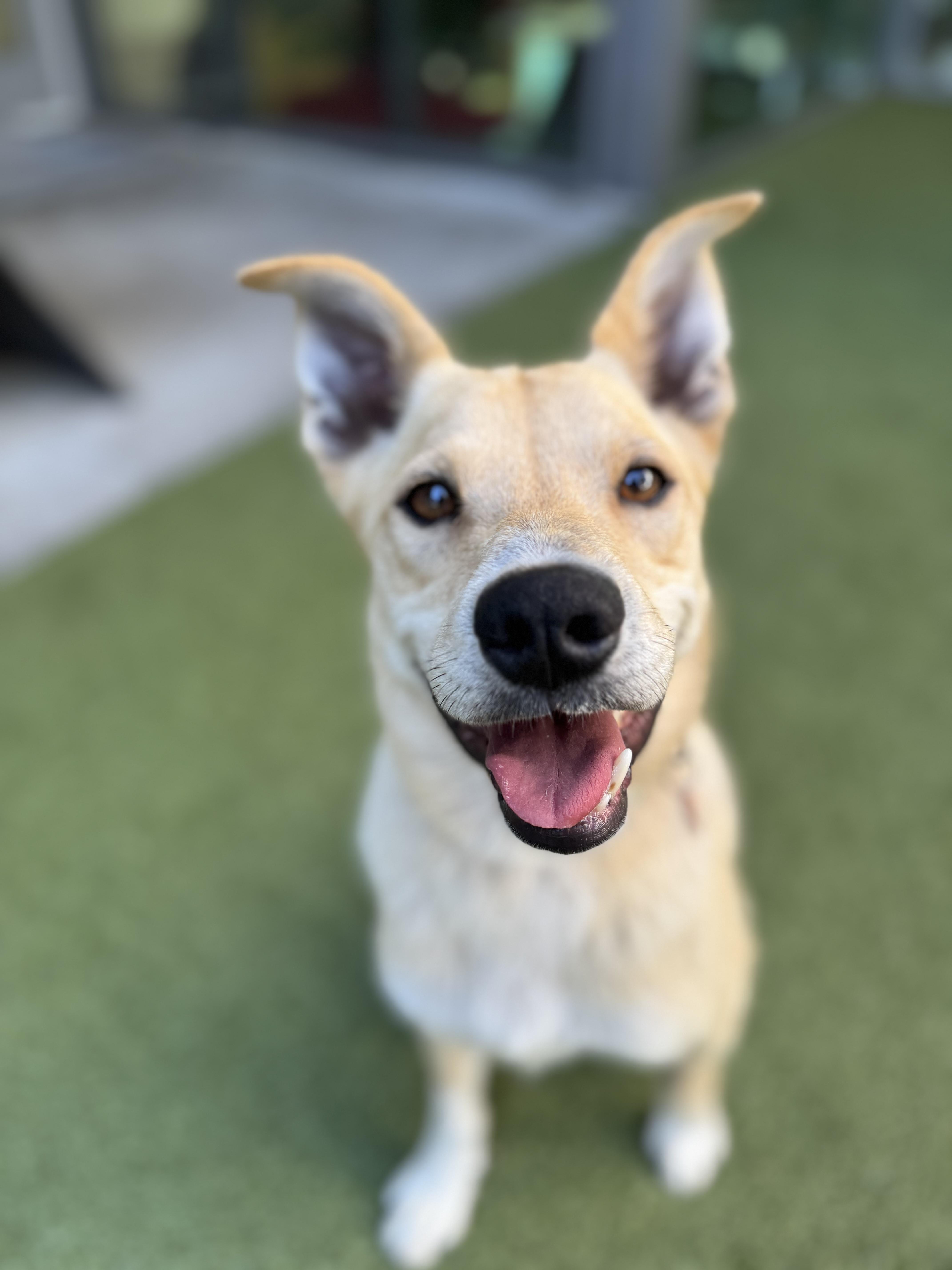 Maverick, Adoptable, Young Male Mixed Breed.