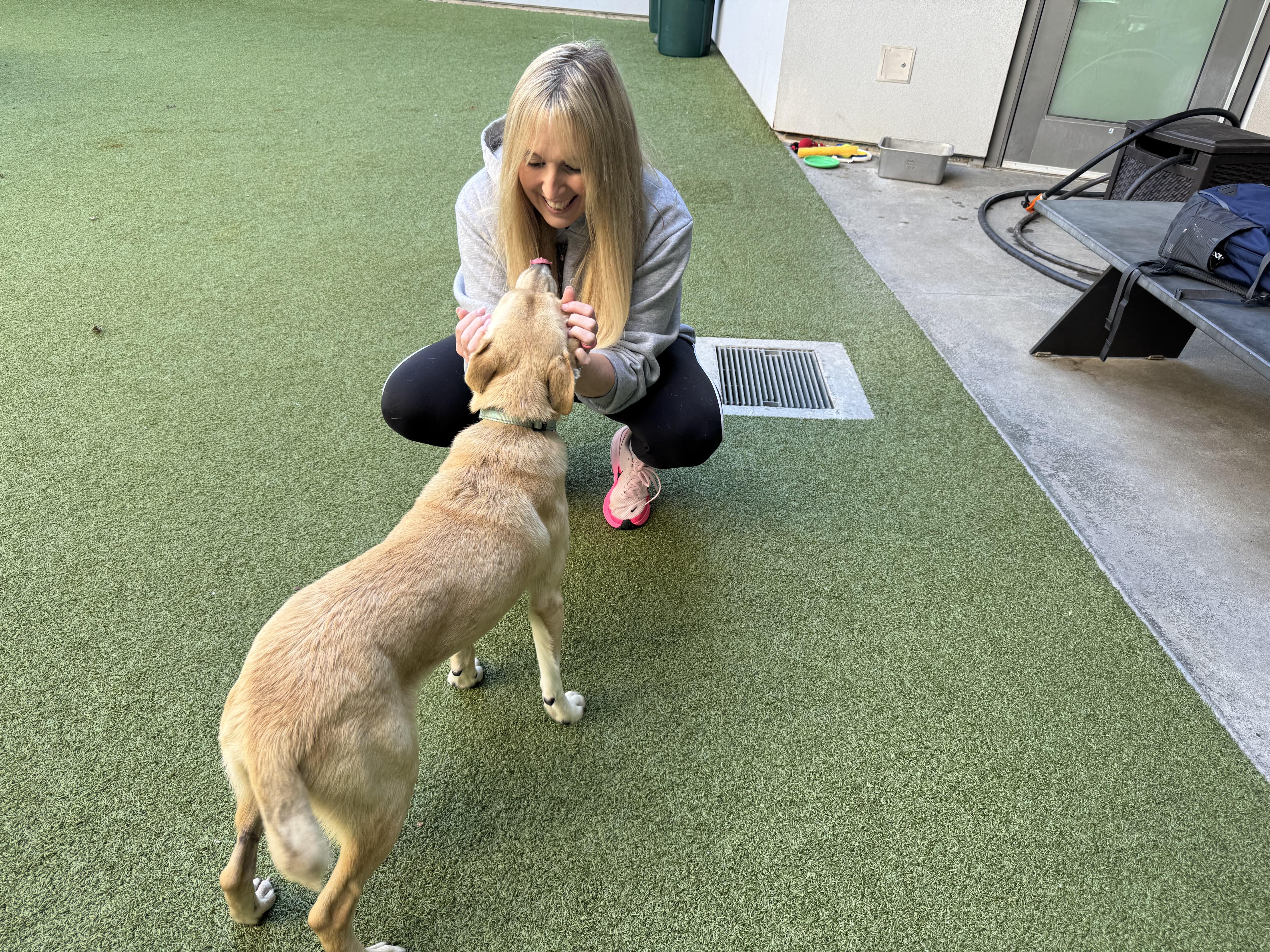 Maverick, a Adoptable mixed breed in Gilroy, CA image 5/5