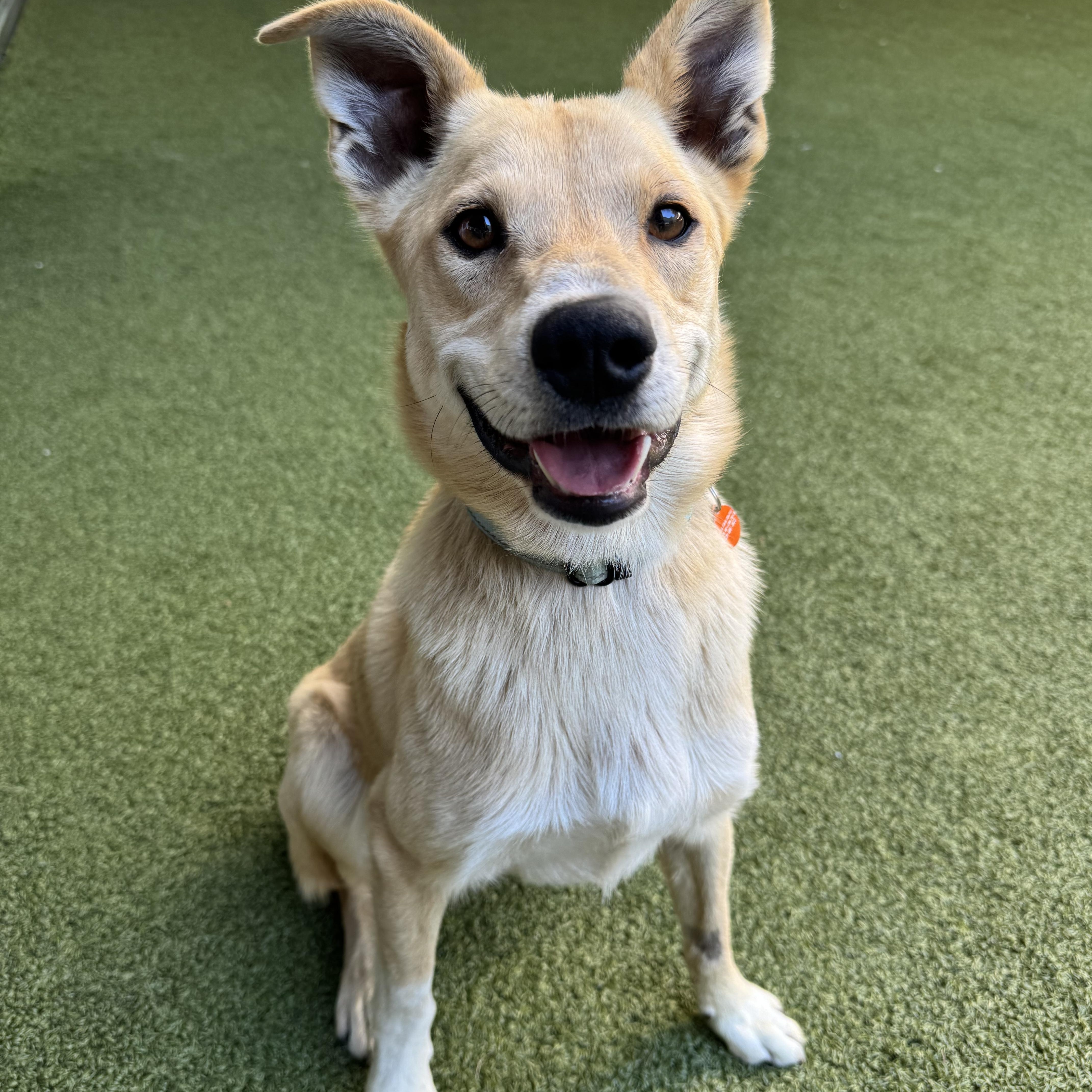 Maverick, a Adoptable mixed breed in Gilroy, CA image 1/5