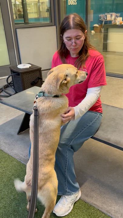 Enlarge Maverick, a Adoptable mixed breed in Gilroy, CA video 2/5