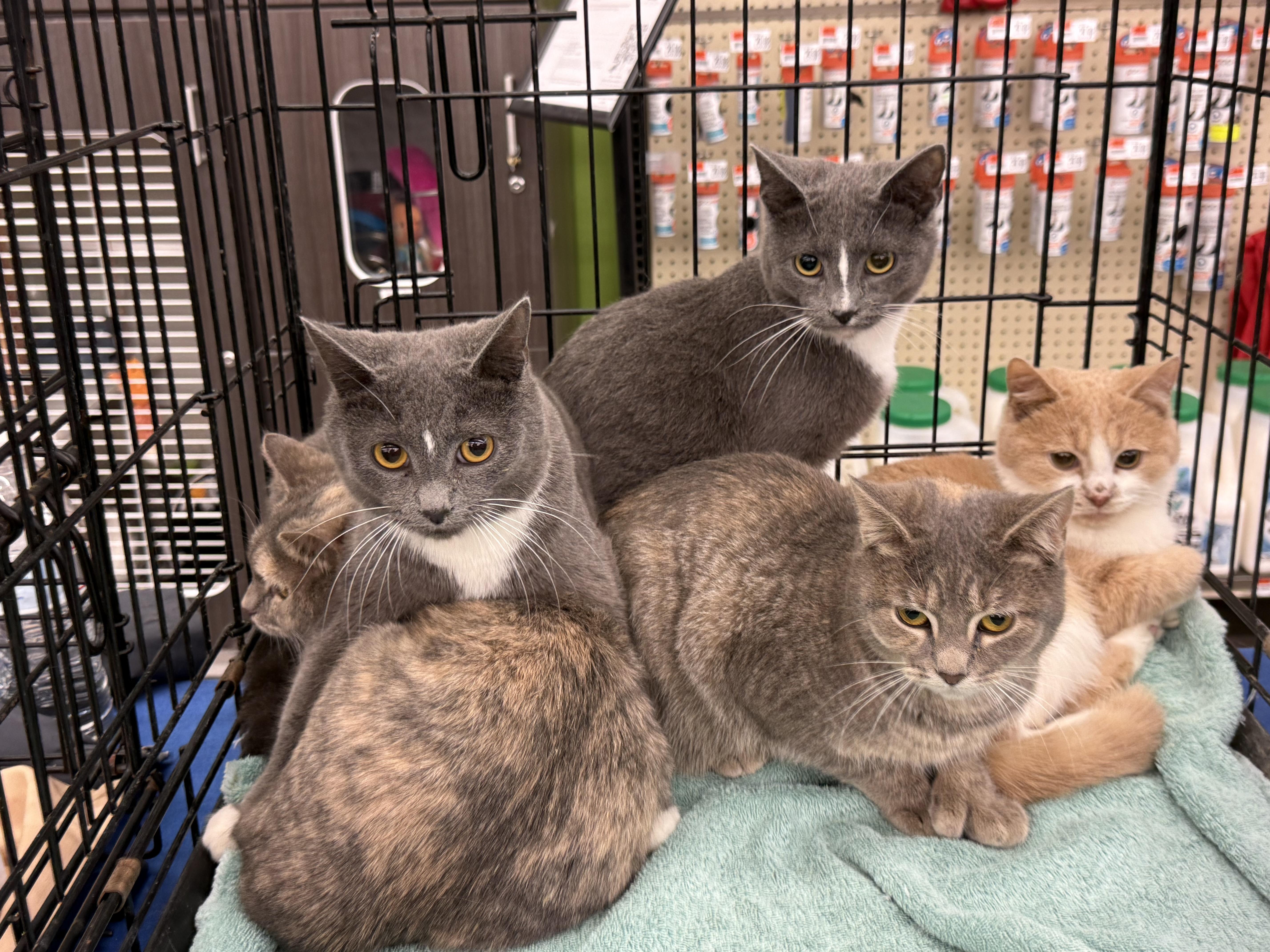 Mittens and Panda, ADOPTABLE, Young Male Domestic Short Hair.