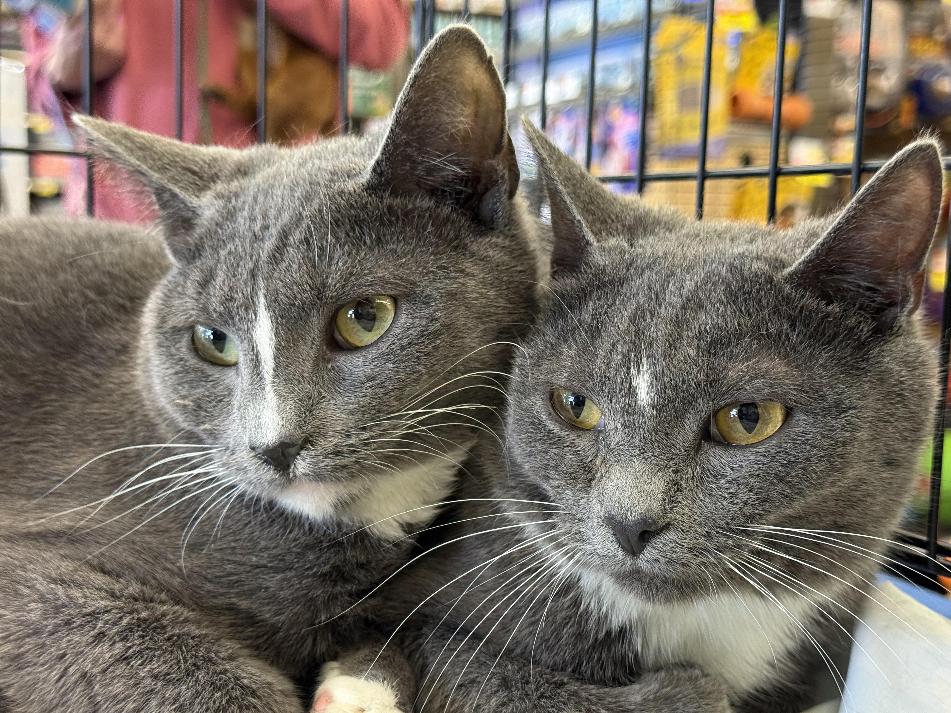 Mittens and Panda, ADOPTABLE, Young Male Domestic Short Hair.