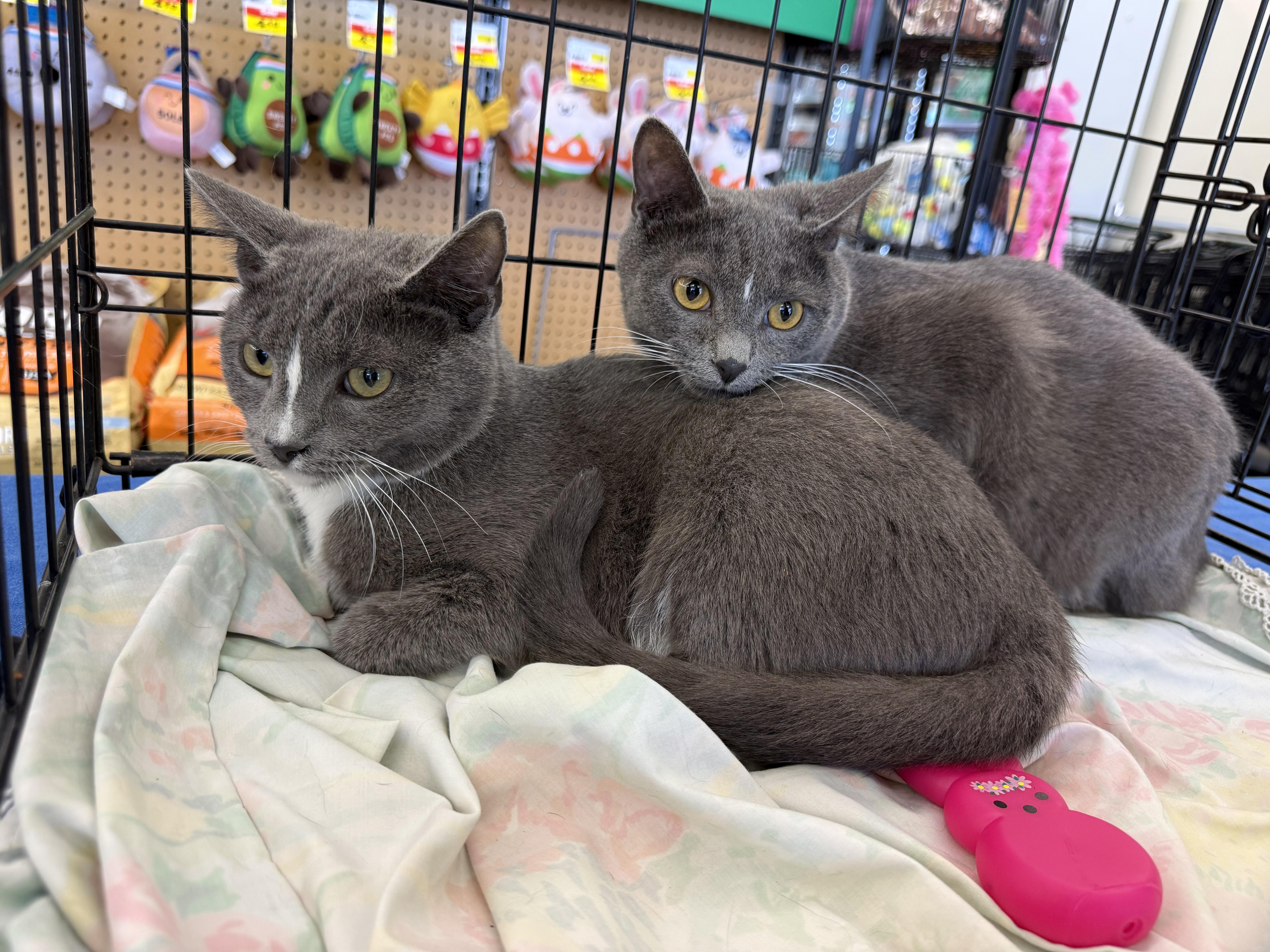 Enlarge Mittens and Panda, a ADOPTABLE Domestic Short Hair in Atwater, OH image 2/2