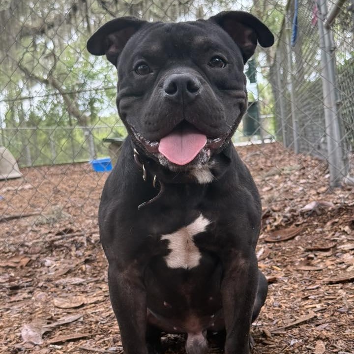 Biggie, adoptable, Adult Male Terrier.