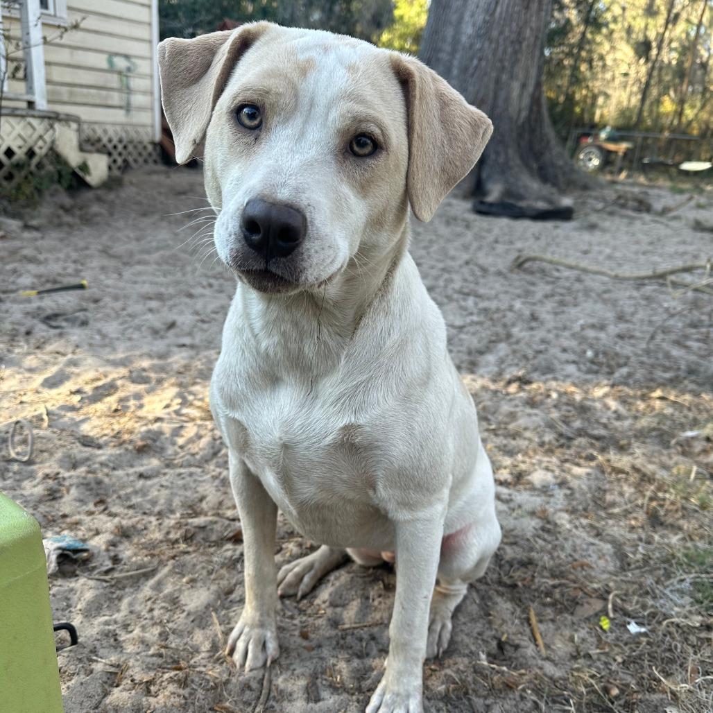 Spicey, Adoptable, Adult Female Mixed Breed.
