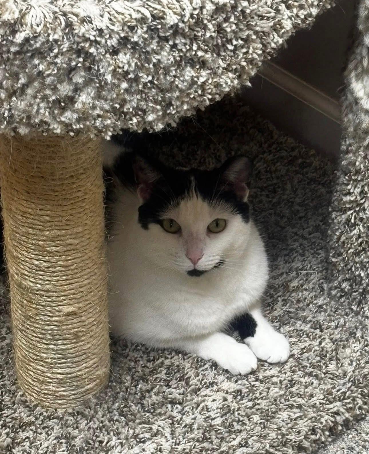 Enlarge Violet, a ADOPTABLE mixed breed in Macomb, MI image 4/4