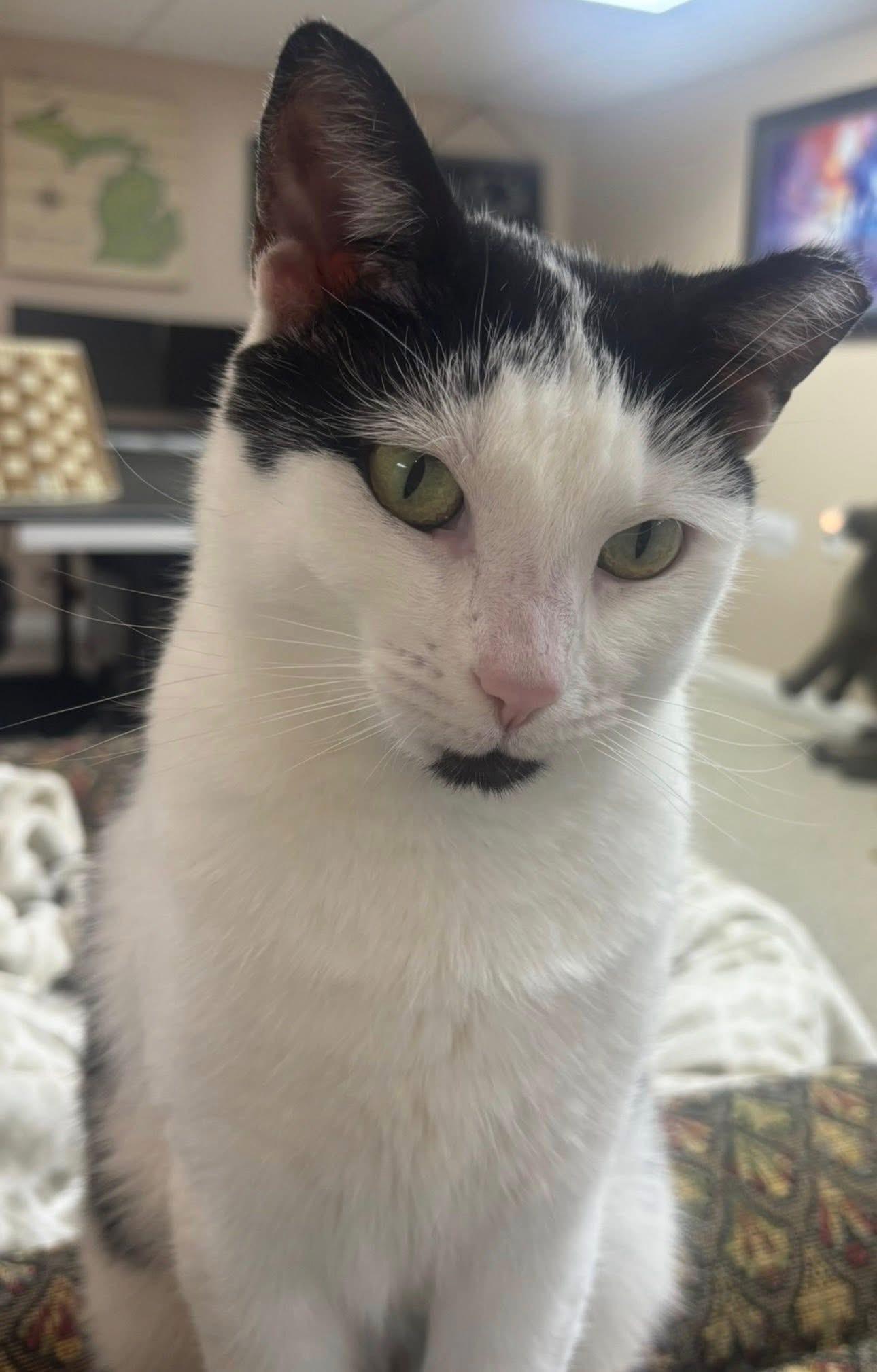 Enlarge Violet, a ADOPTABLE mixed breed in Macomb, MI image 1/4