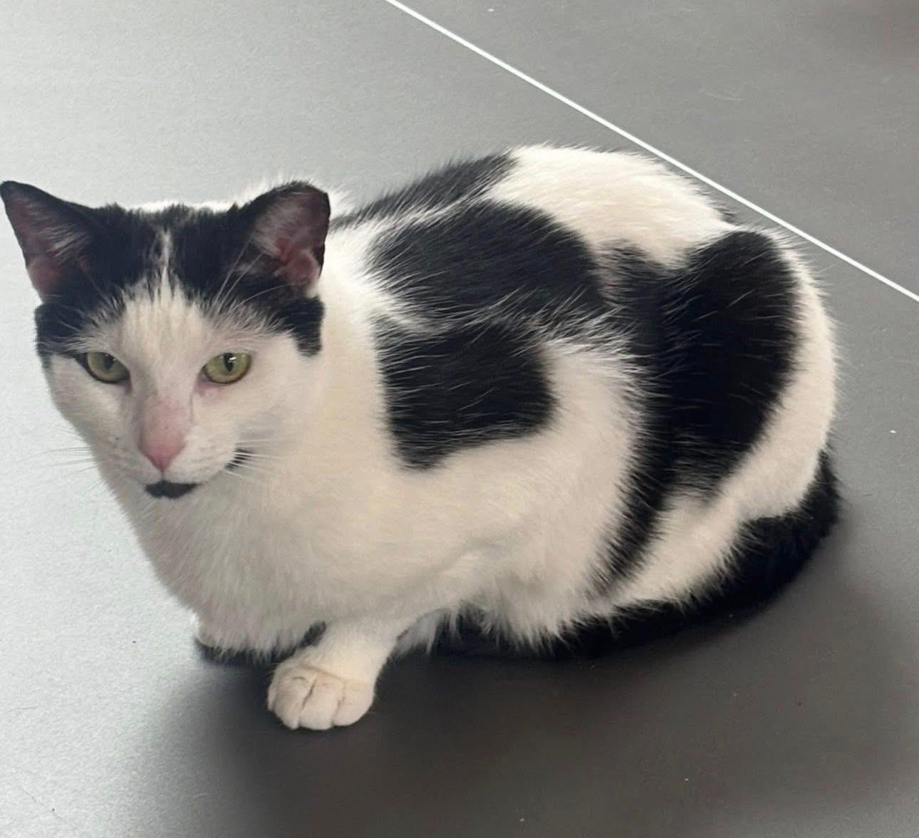 Enlarge Violet, a ADOPTABLE mixed breed in Macomb, MI image 2/4