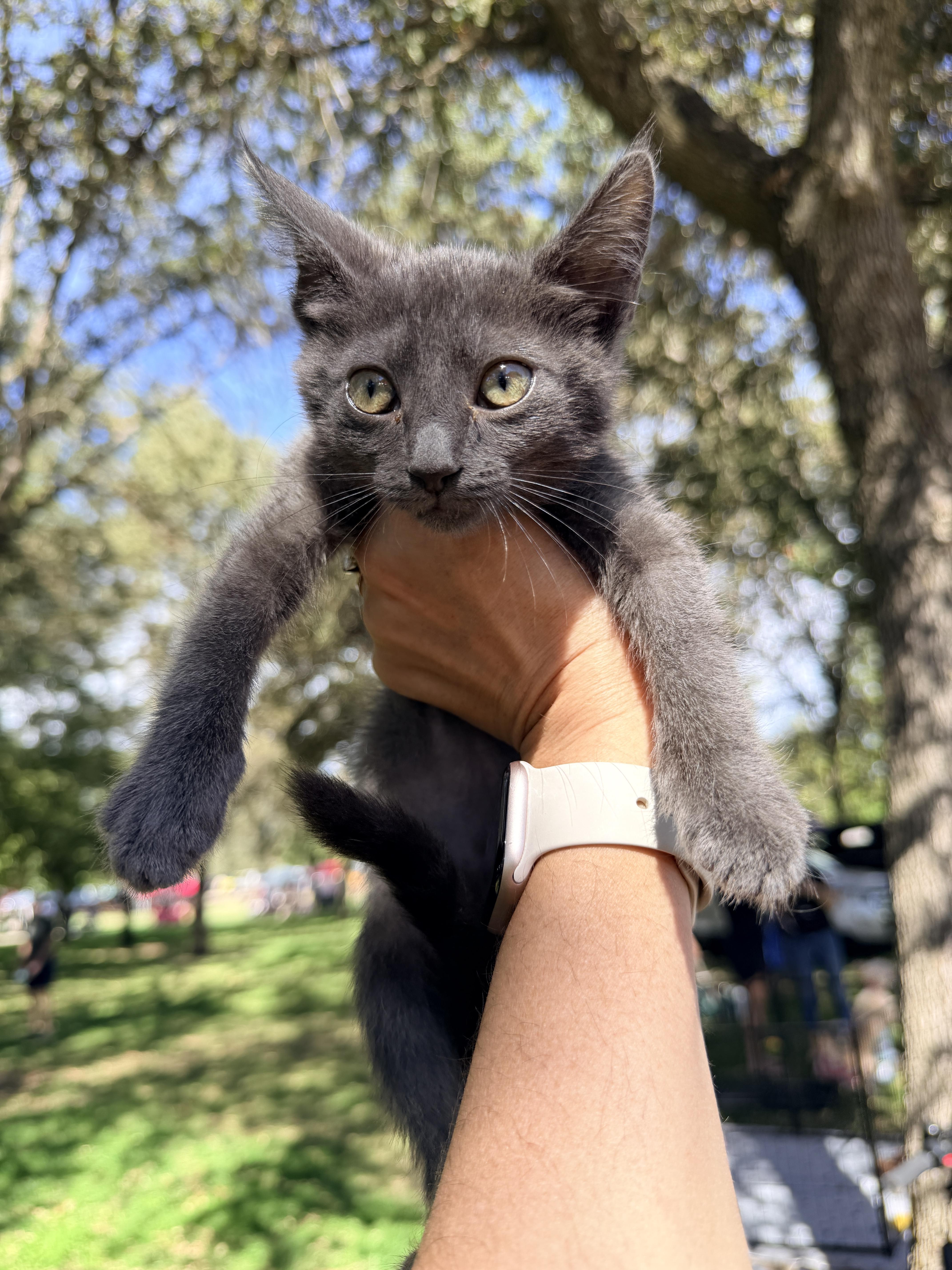 Enlarge Gecko, a Adoptable Domestic Short Hair in Penryn, CA image 5/5
