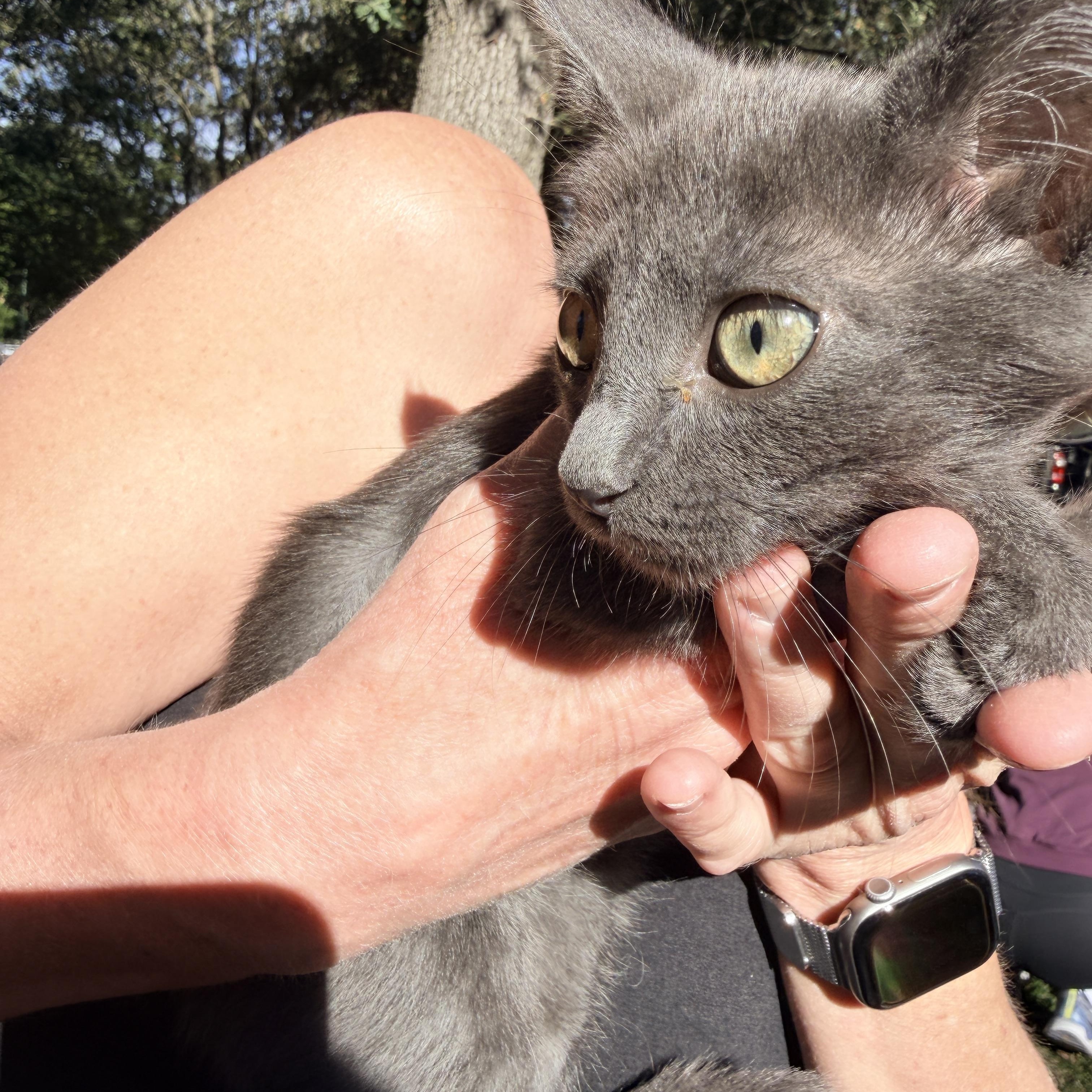 Enlarge Gecko, a Adoptable Domestic Short Hair in Penryn, CA image 2/5