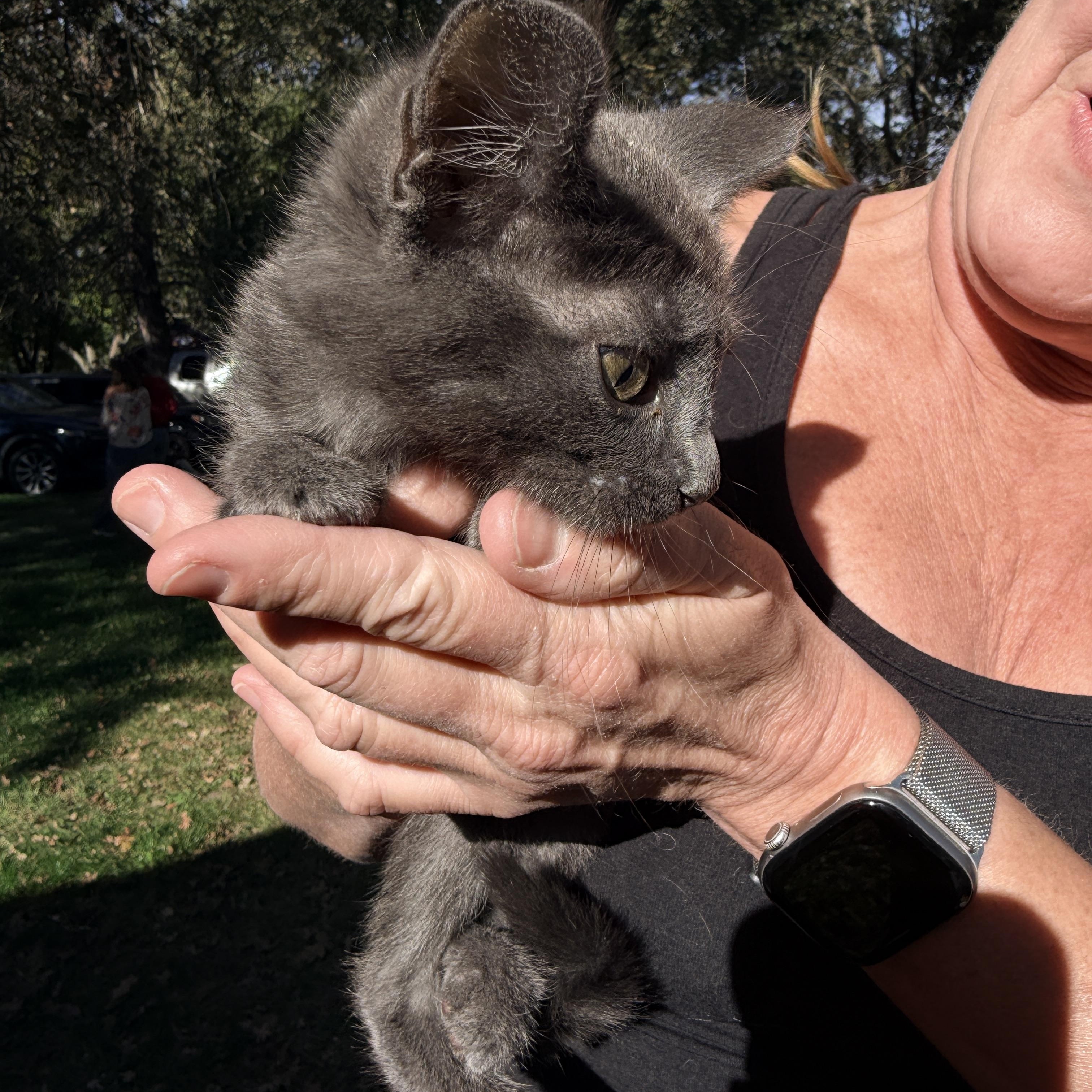 Enlarge Gecko, a Adoptable Domestic Short Hair in Penryn, CA image 4/5