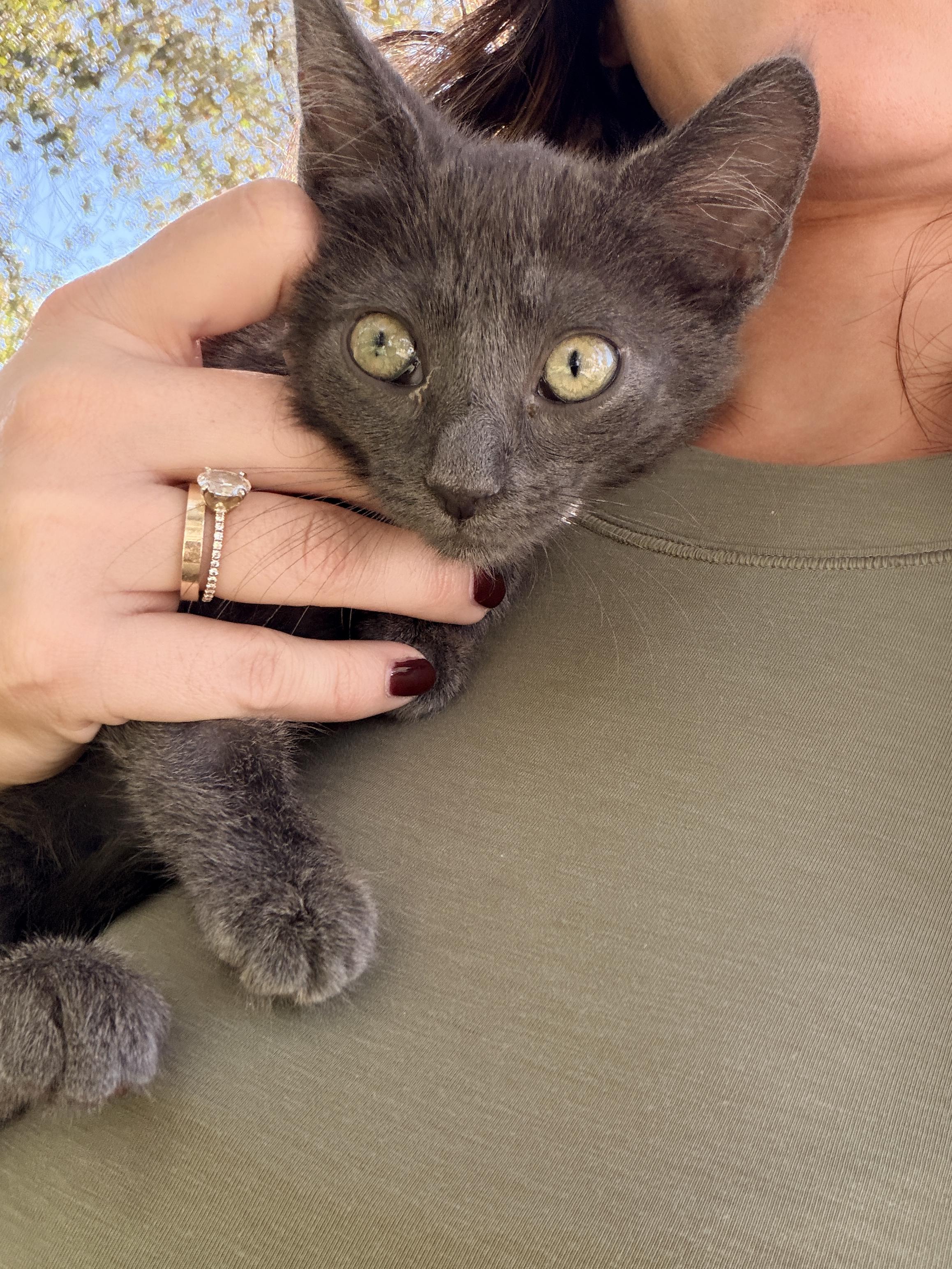 Enlarge Gecko, a Adoptable Domestic Short Hair in Penryn, CA image 1/5