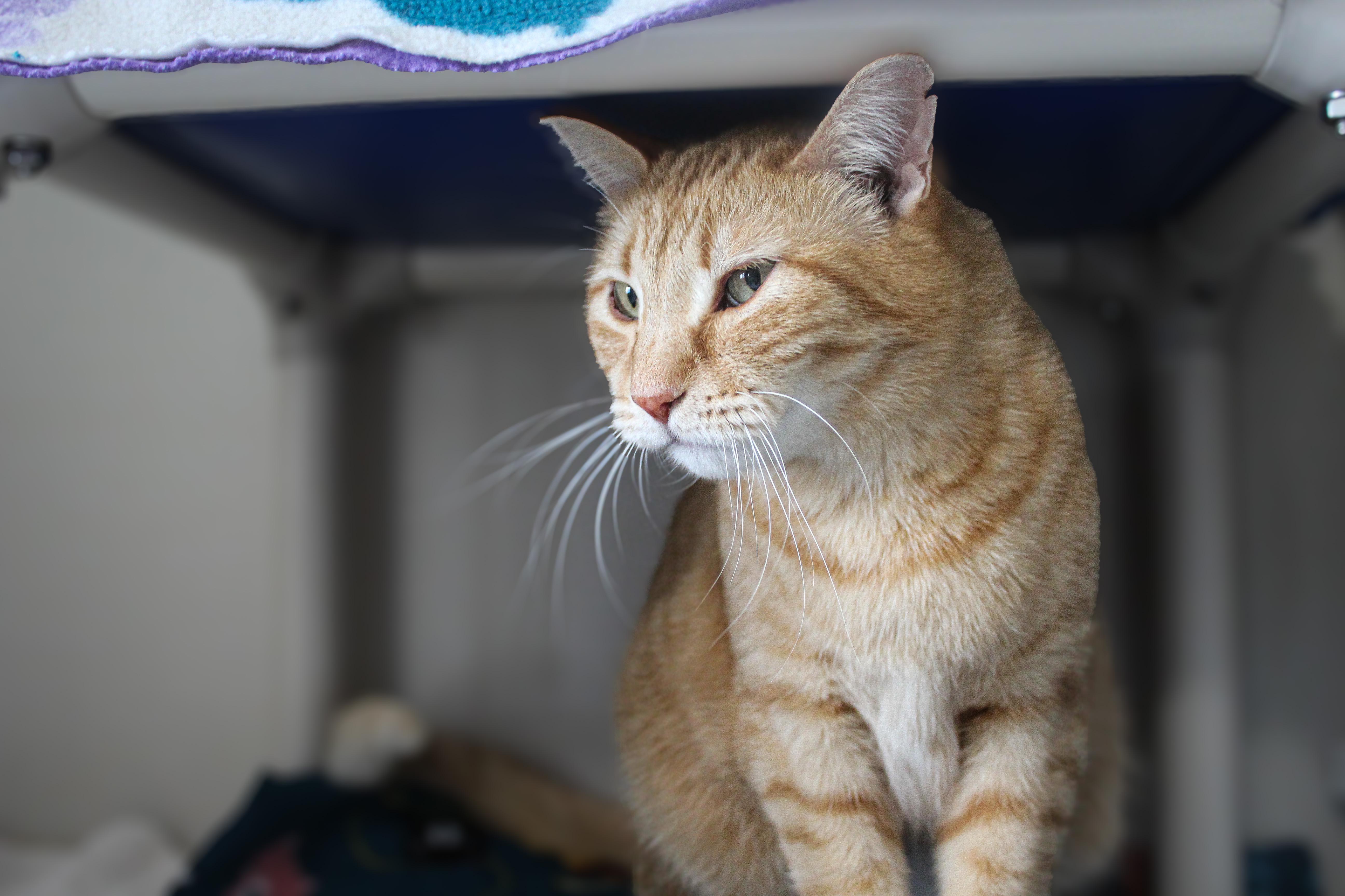 Enlarge Caramello, a ADOPTABLE Domestic Short Hair in Hutchinson, MN image 1/6