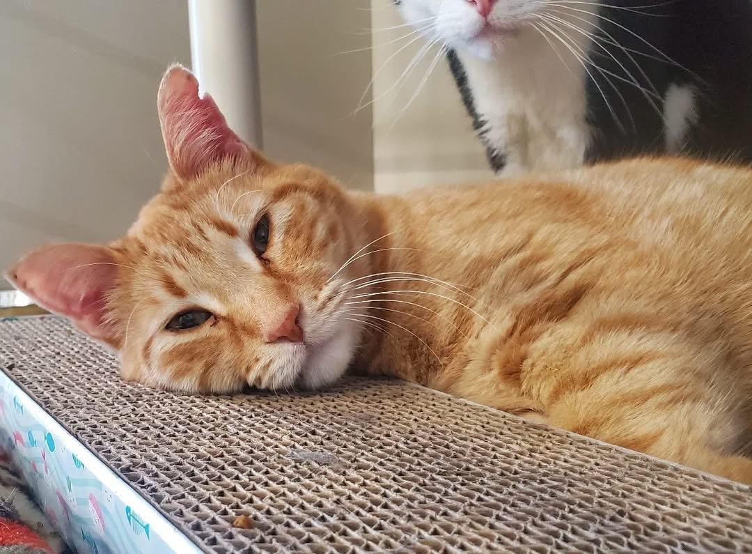 Enlarge Caramello, a ADOPTABLE Domestic Short Hair in Hutchinson, MN image 2/6