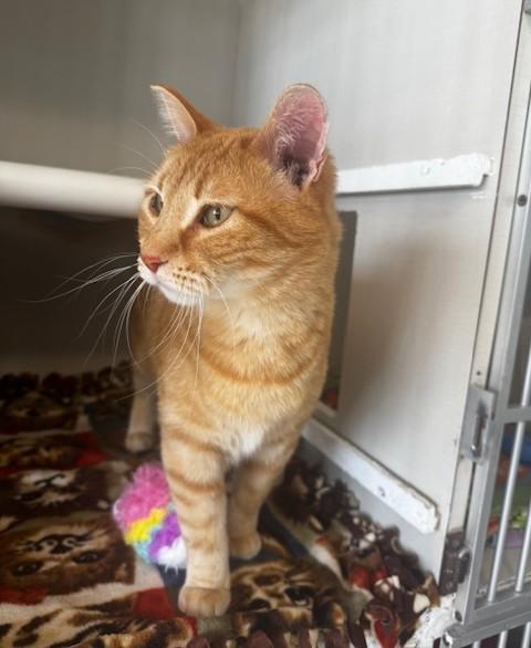 Enlarge Caramello, a ADOPTABLE Domestic Short Hair in Hutchinson, MN image 5/6