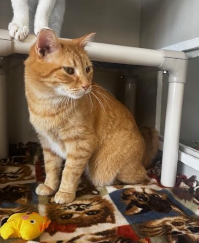 Enlarge Caramello, a ADOPTABLE Domestic Short Hair in Hutchinson, MN image 4/6