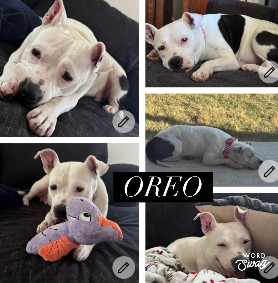 Enlarge Oreo, a ADOPTABLE Pit Bull Terrier in canyon lake, TX image 1/2