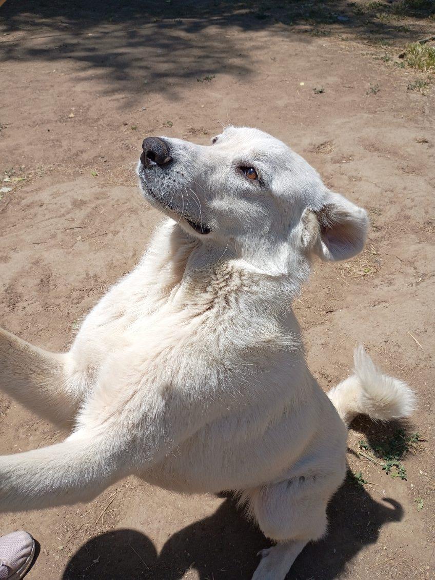 Brisa, an adopted mixed breed in Coarsegold, CA image 4/5