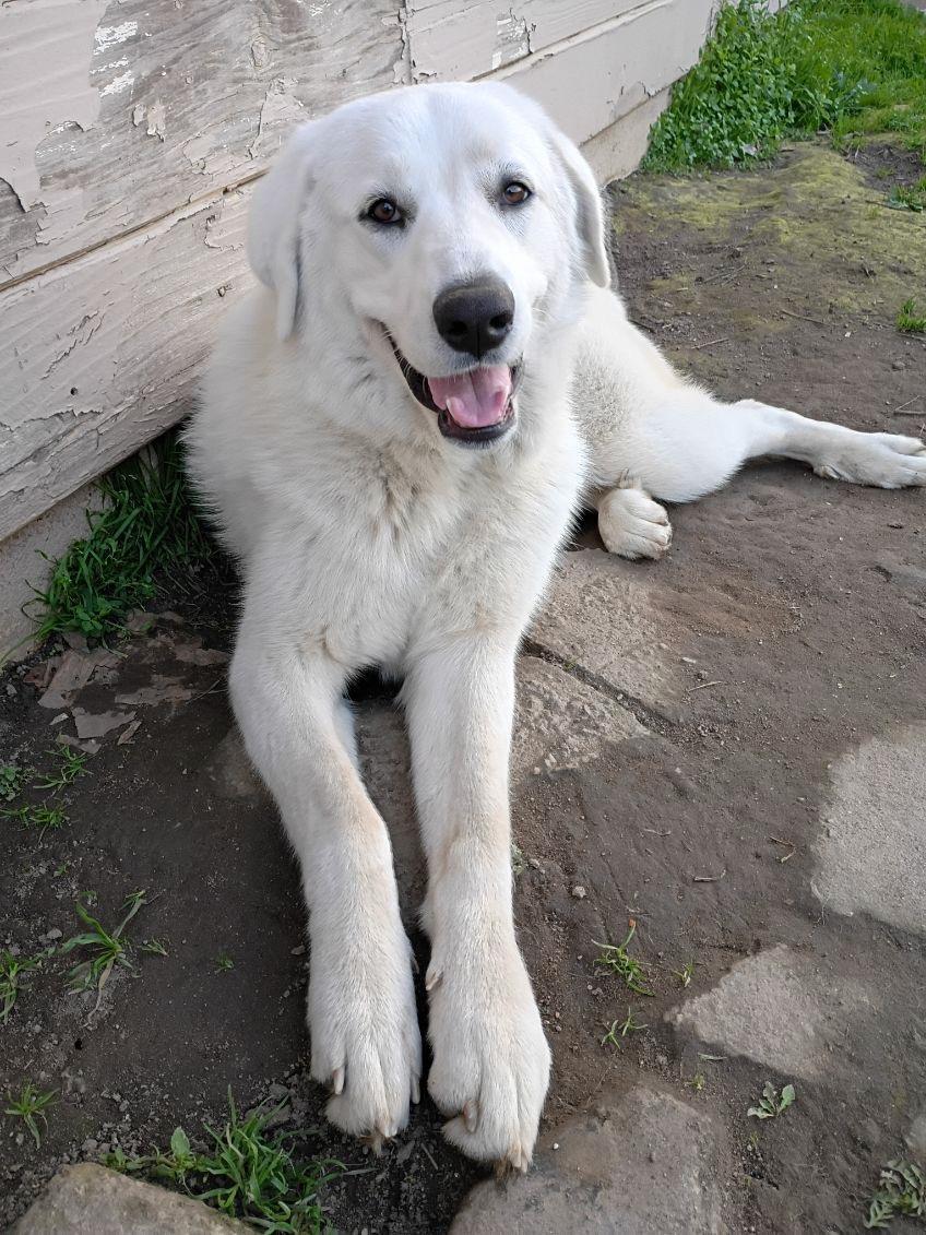 Brisa, an adopted mixed breed in Coarsegold, CA image 1/5