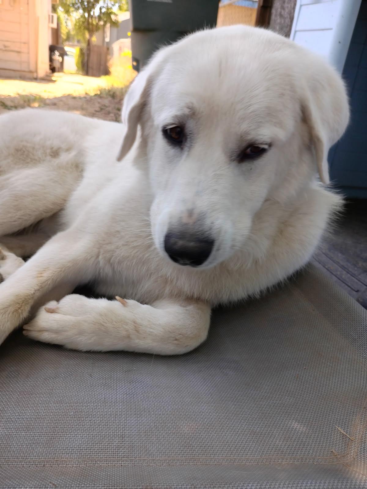 Brisa, an adopted mixed breed in Coarsegold, CA image 3/5
