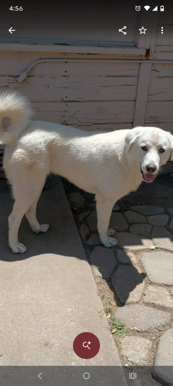Brisa, an adopted mixed breed in Coarsegold, CA image 5/5