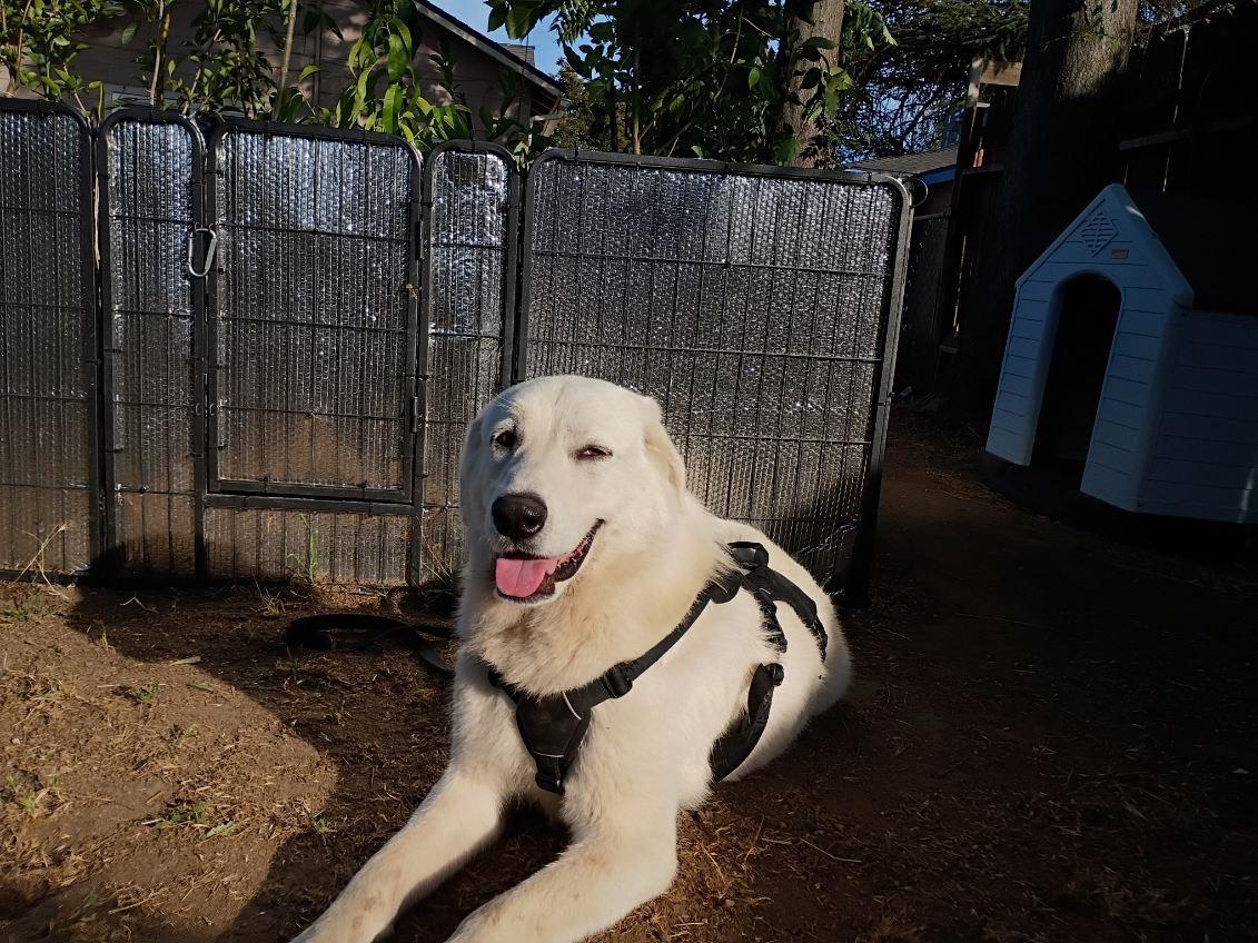 Brisa, an adopted mixed breed in Coarsegold, CA image 2/5