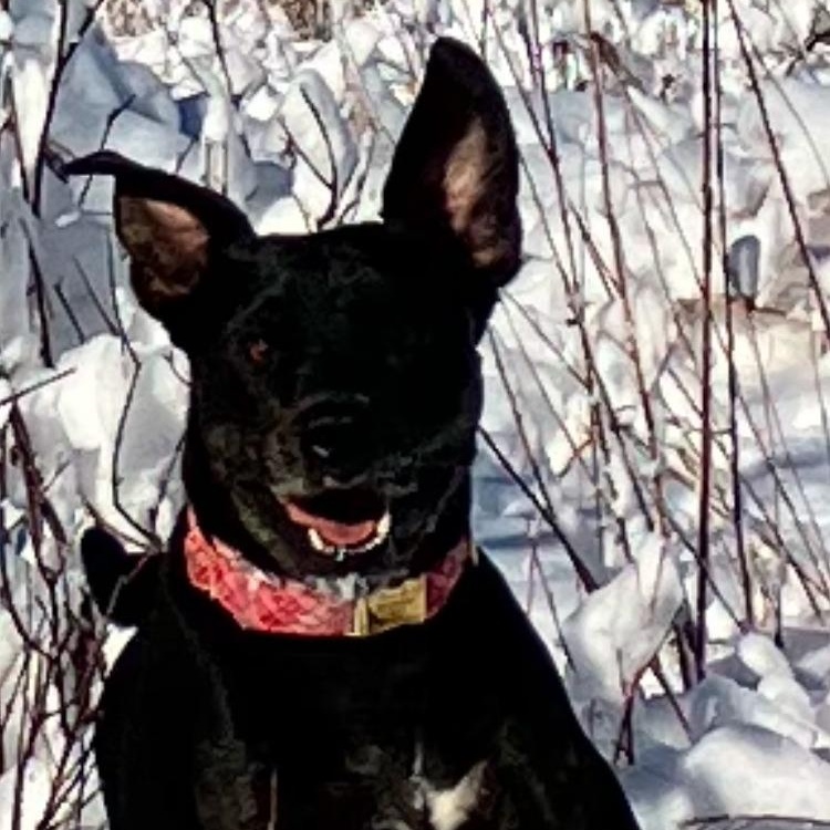 Callie - Foster Needed! photo 3