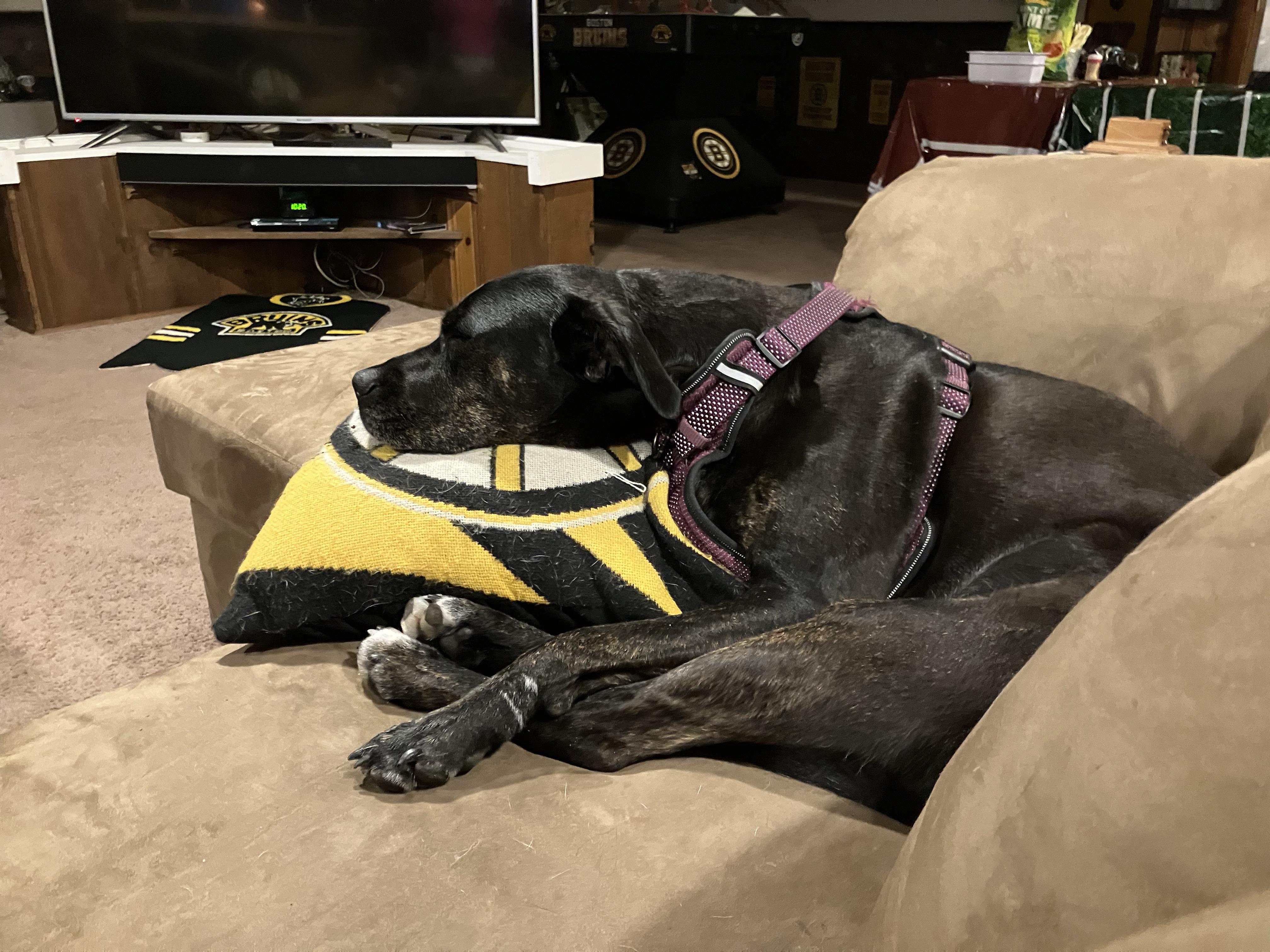Callie - Foster Needed! photo 6