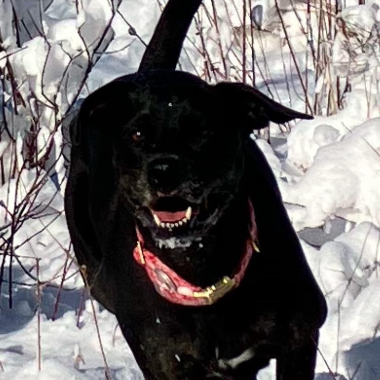 Callie - Foster Needed! photo 4
