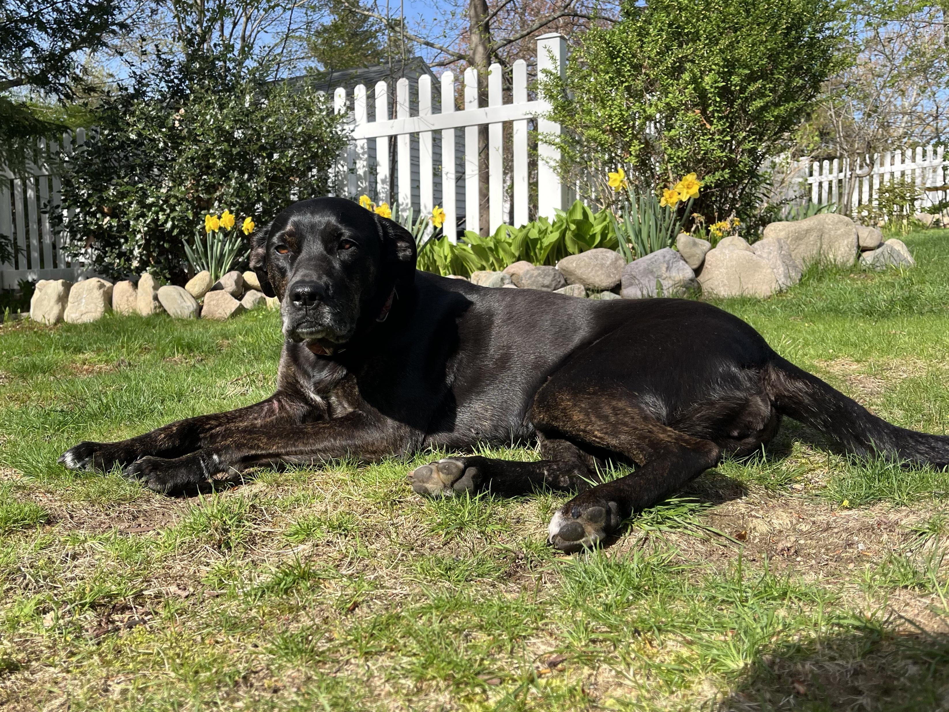 Callie - Foster Needed! photo 2