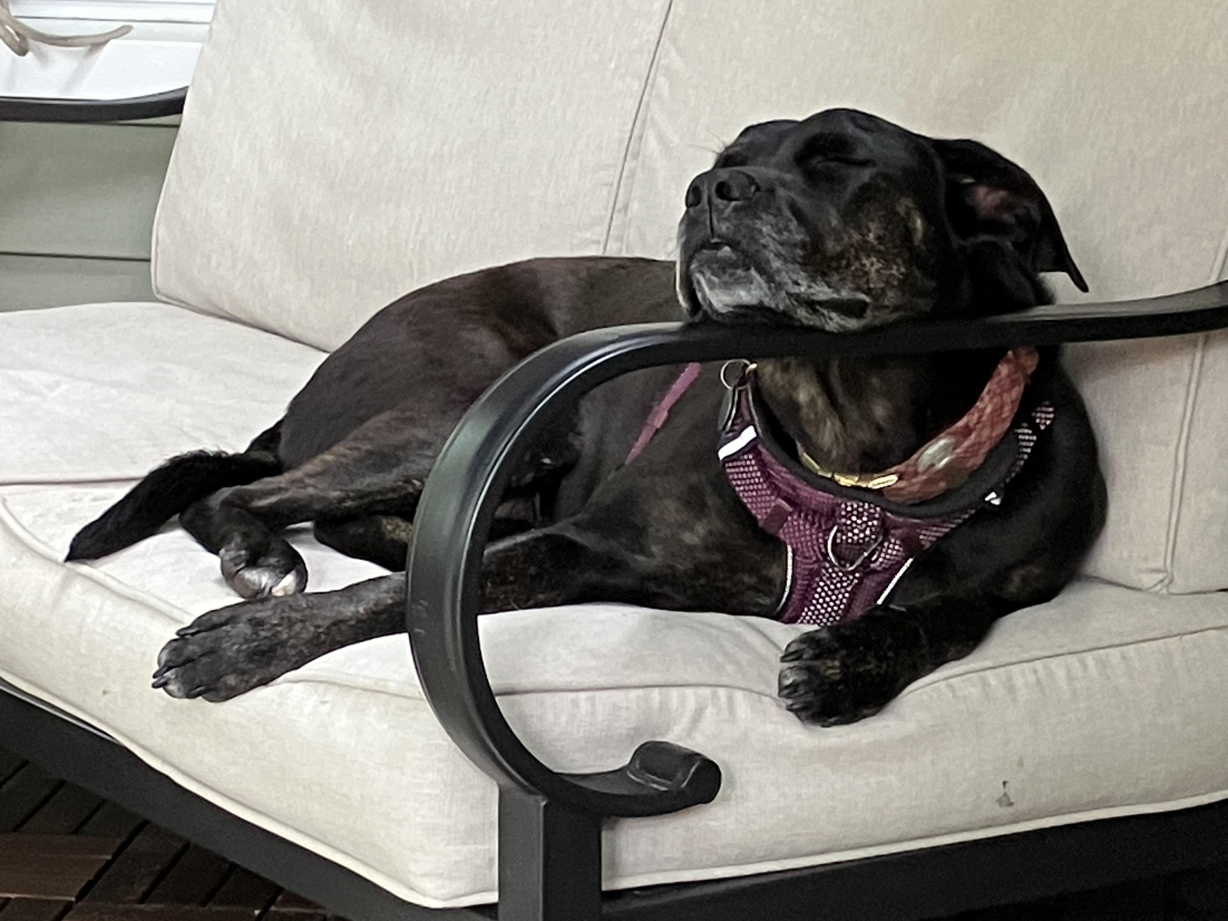 Callie - Foster Needed! photo 5