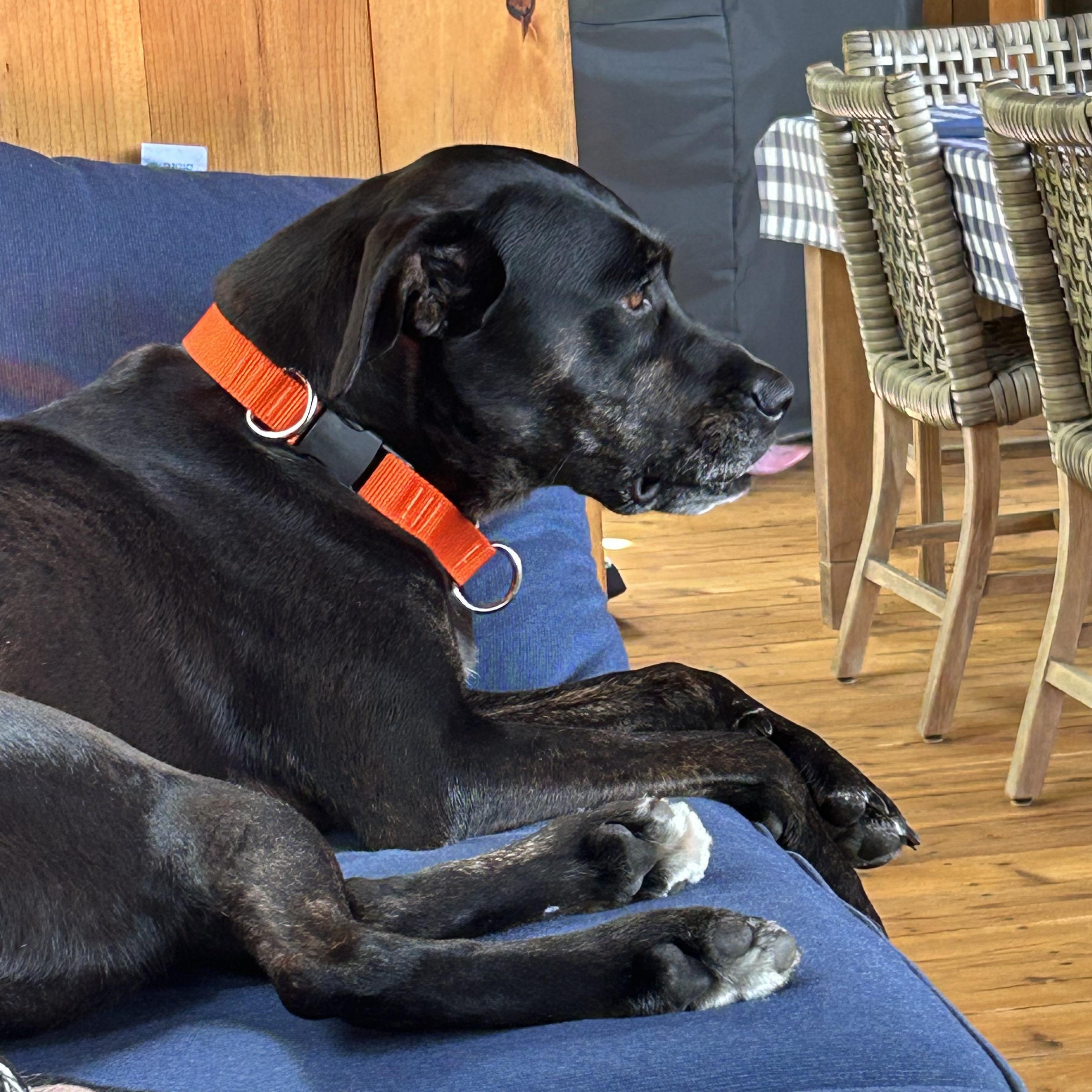 Callie - Foster Needed! photo 4