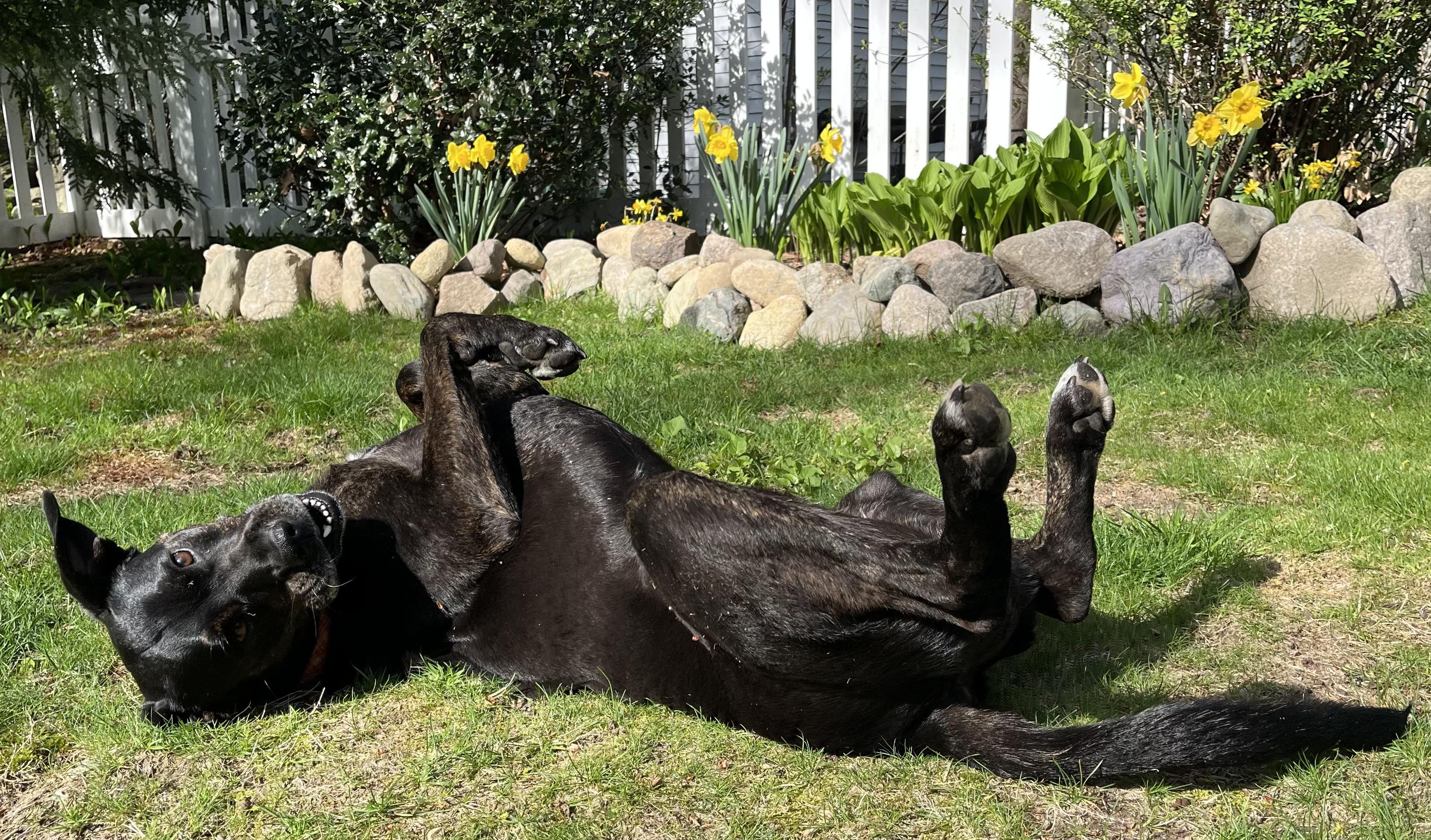 Callie - Foster Needed! photo 2