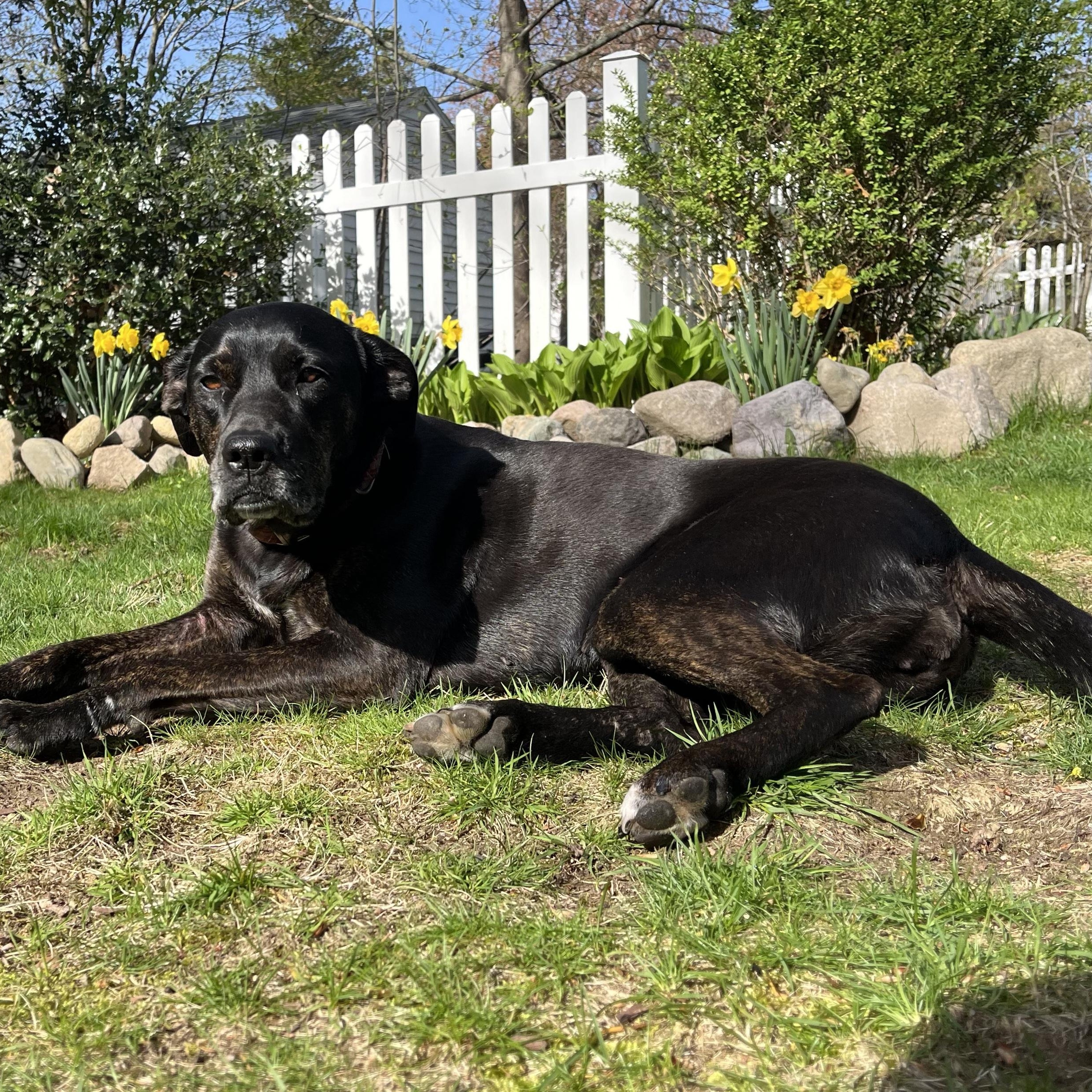 Callie - Foster Needed! photo 1