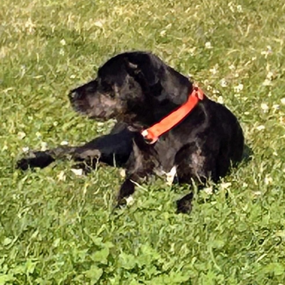 Callie - Foster Needed! photo 1