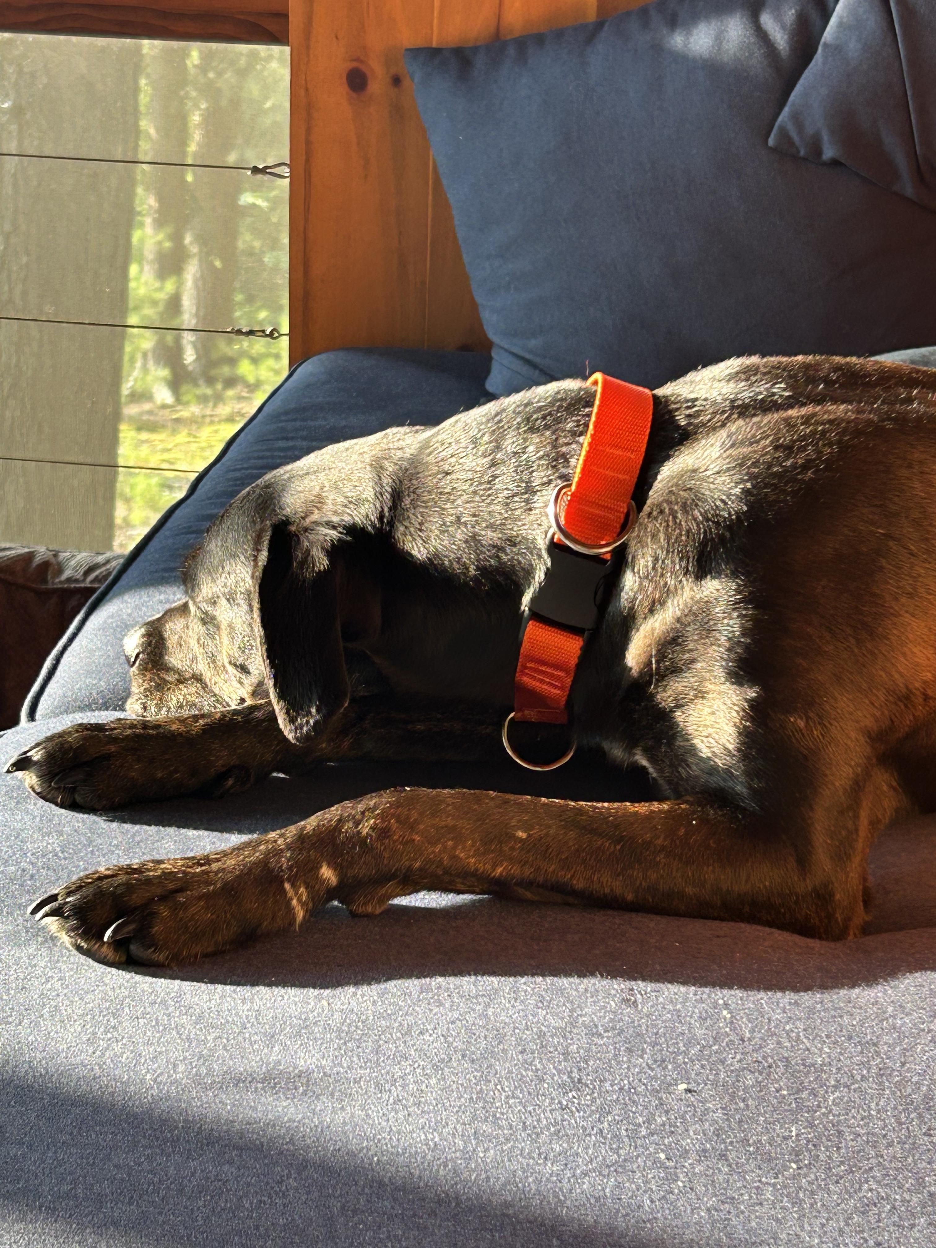 Callie - Foster Needed! photo 5