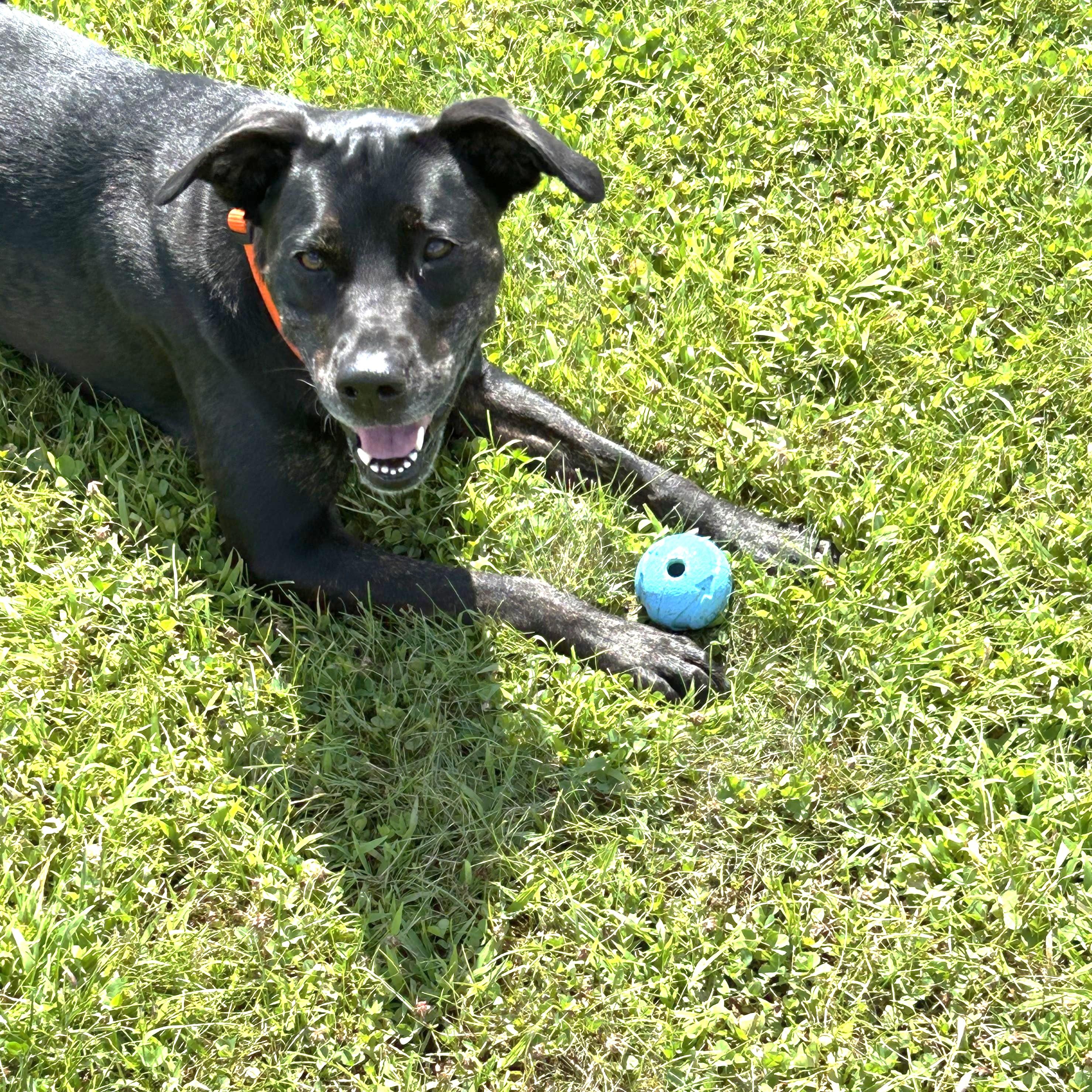 Callie - Foster Needed!