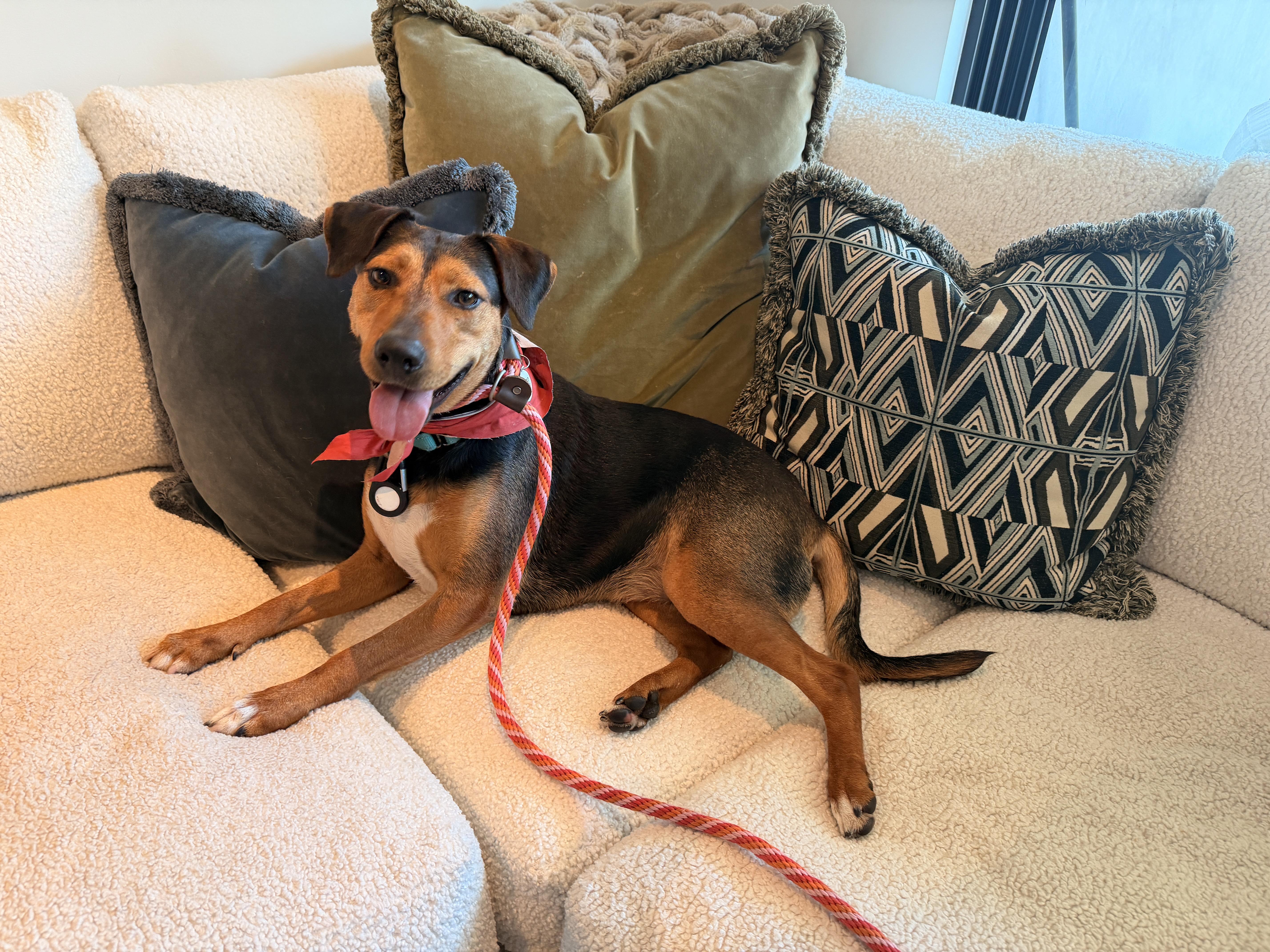 Estelle, Adoptable, Young Female Miniature Dachshund & Doberman Pinscher.