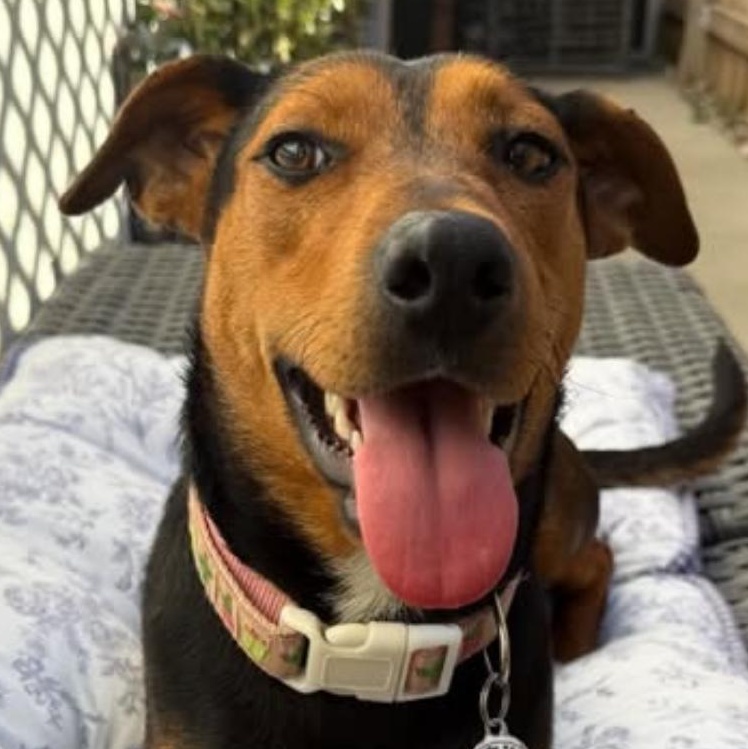Enlarge Estelle, a Adoptable mixed breed in Los Angeles, CA image 2/3