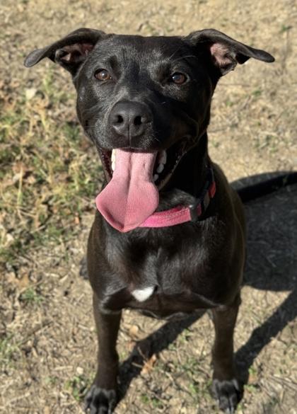 Mario — thumbnail 2