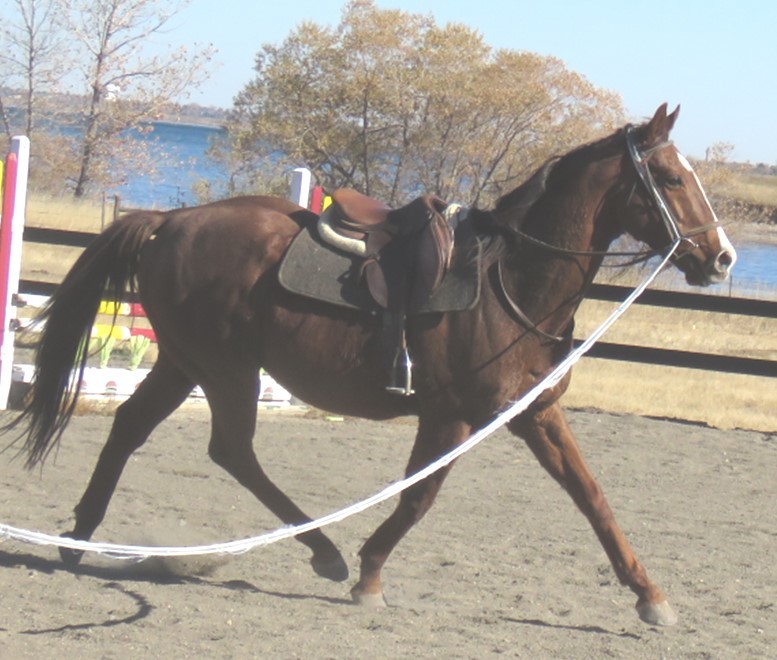 Dusty, Adoptable, Adult Male Thoroughbred.