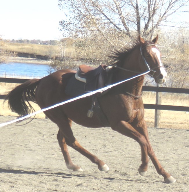 Dusty, a Adoptable Thoroughbred in Arvada, CO image 2/3