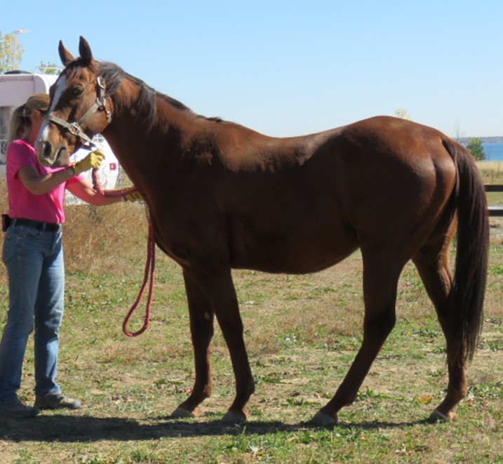 Dusty, a Adoptable Thoroughbred in Arvada, CO image 3/3