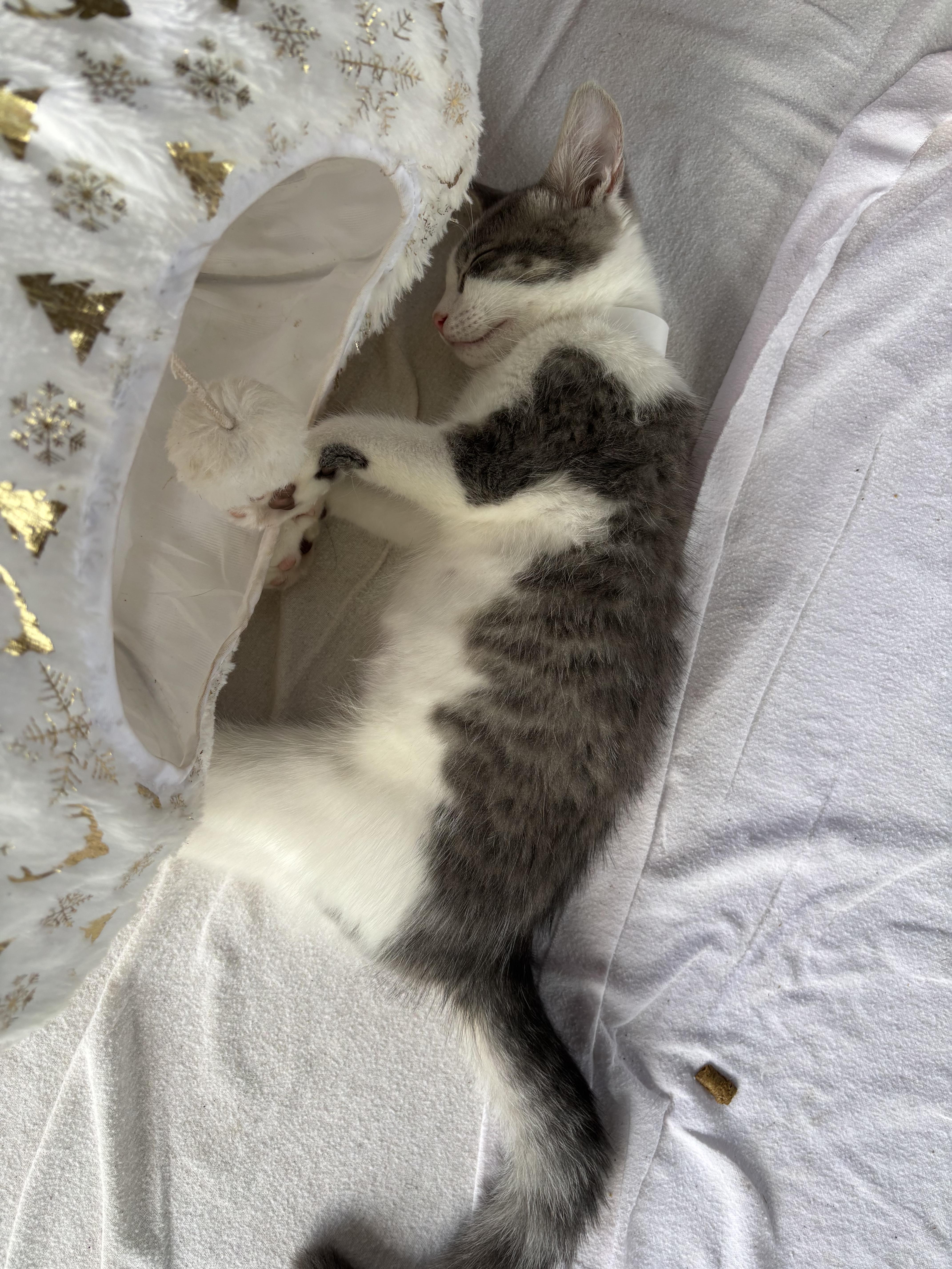 TJ, a ADOPTABLE Domestic Short Hair in Topsham, ME image 2/2