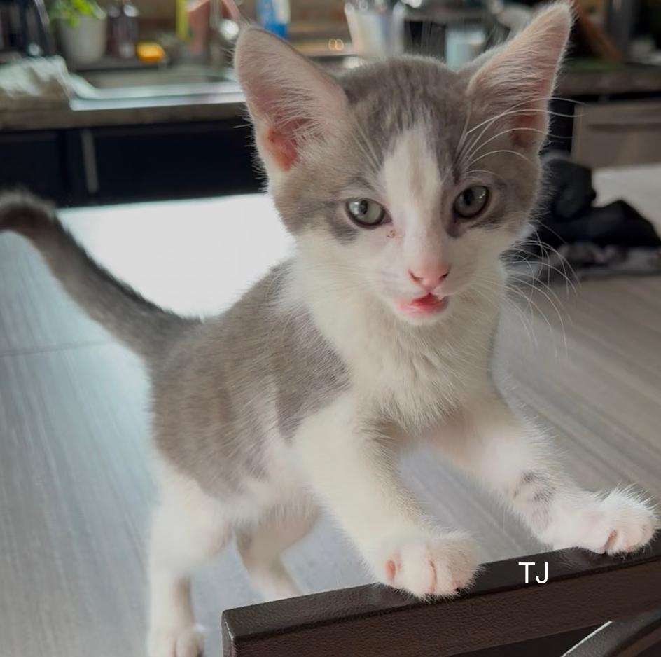 TJ, ADOPTABLE, Kitten Male Domestic Short Hair.