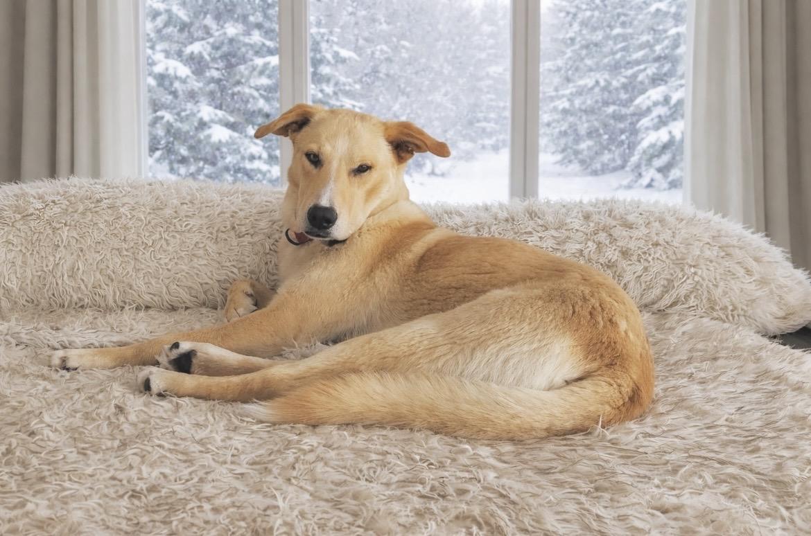 Enlarge Tucker, a Adoptable mixed breed in Huntingtown, MD image 3/6