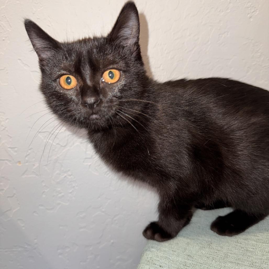 Jasmine (green), Adoptable, Kitten Female Domestic Short Hair.