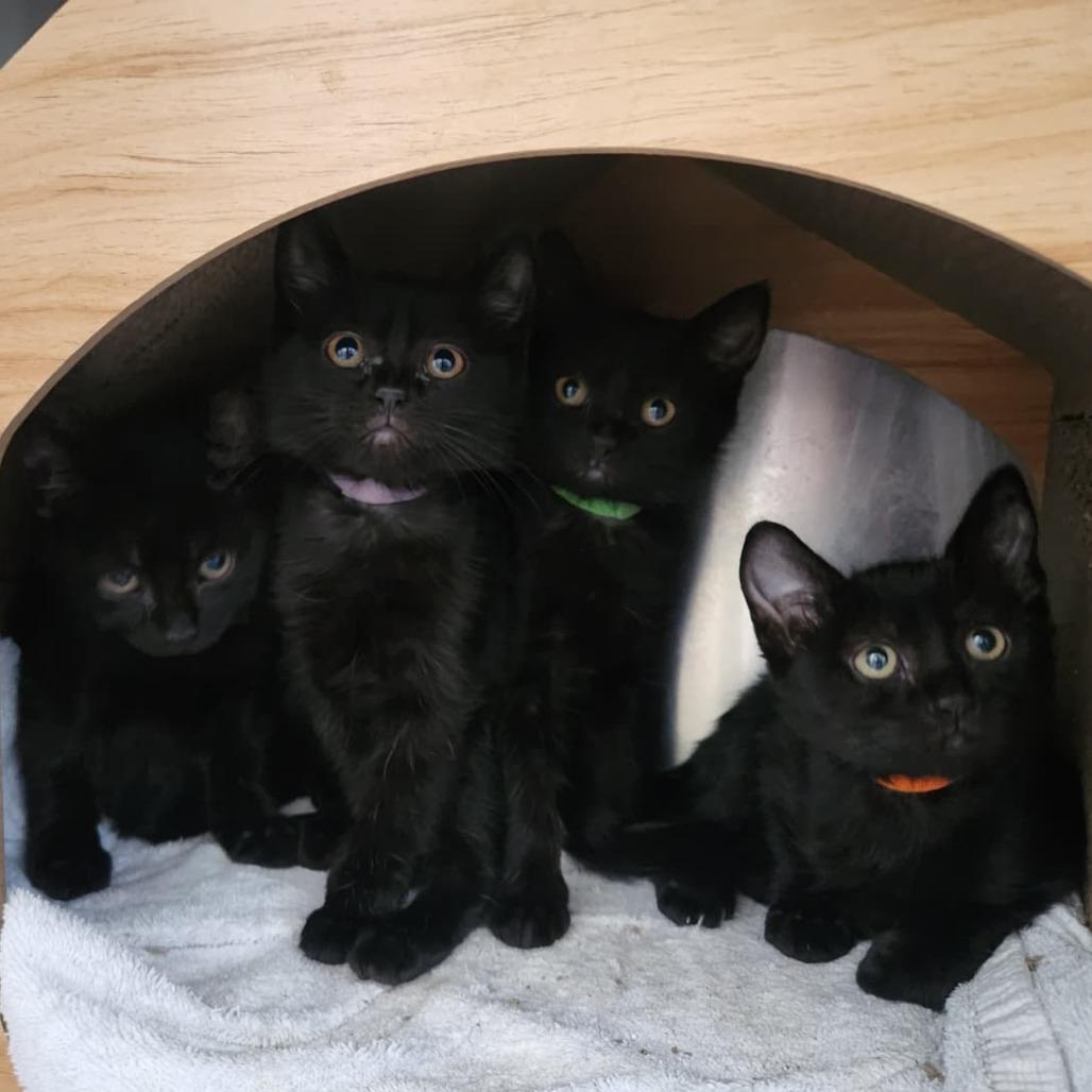 Enlarge Jasmine (green), a Adoptable Domestic Short Hair in Talent, OR image 2/3